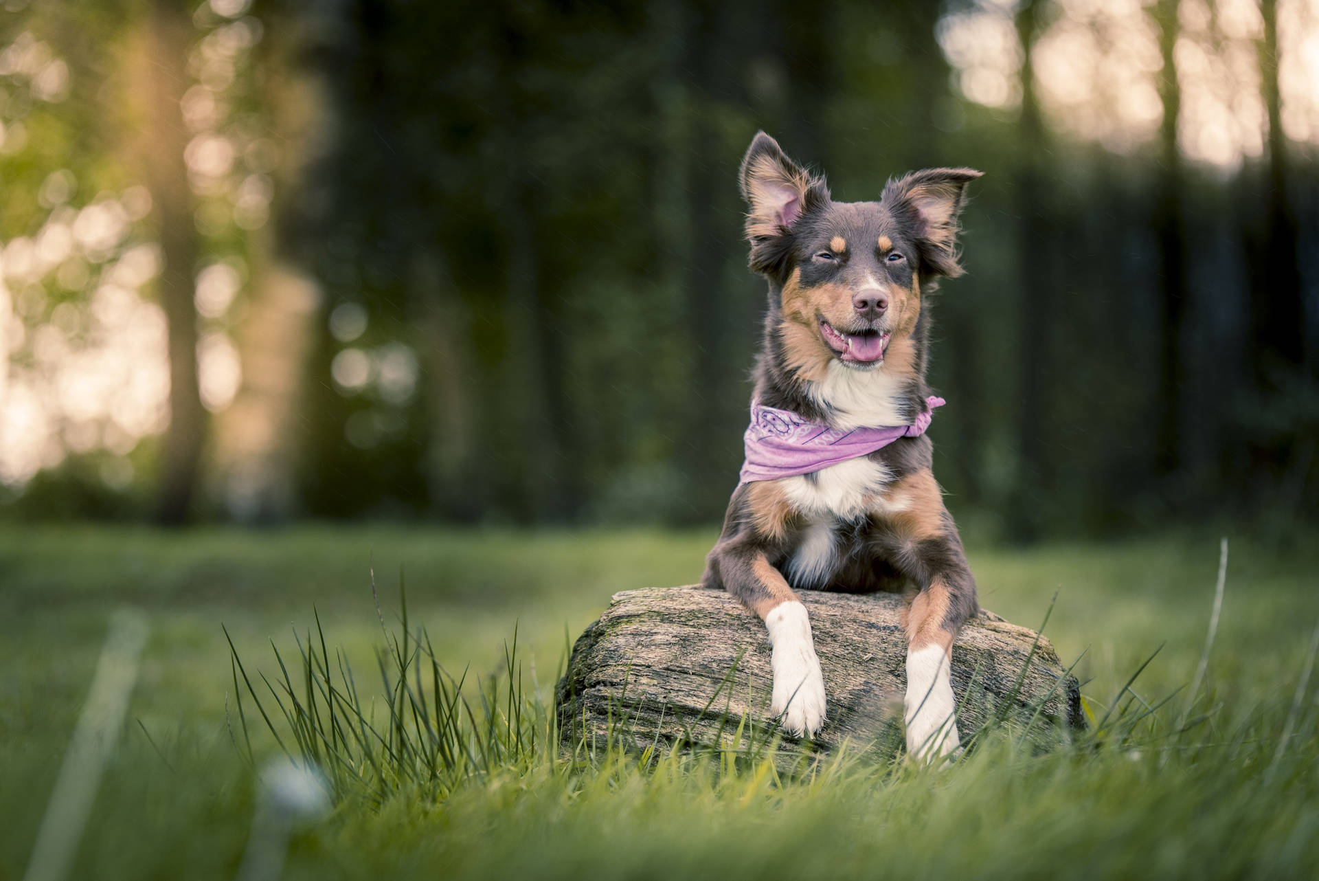 Cute Dog Wearing Purple Bandana Background