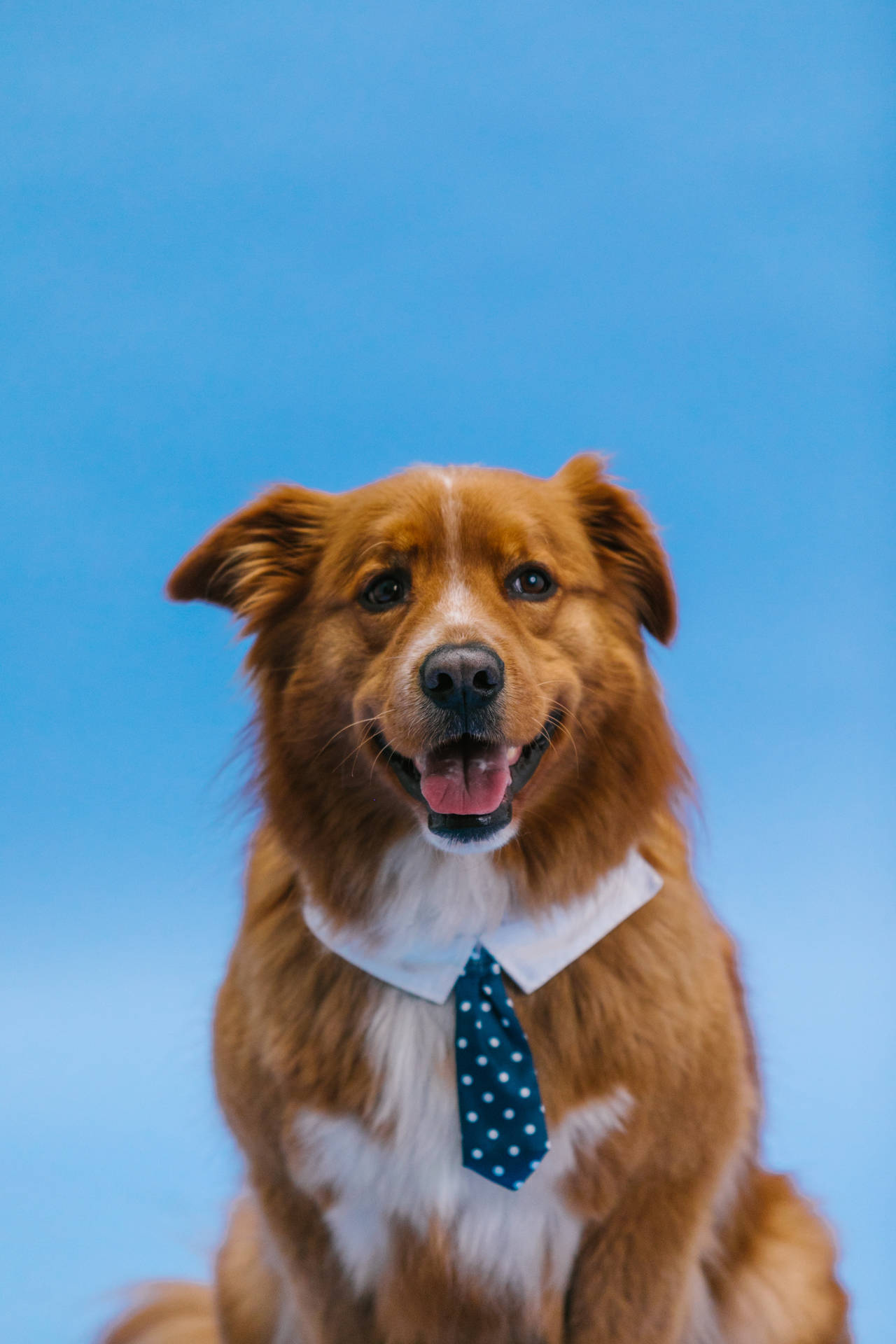 Cute Dog With Blue Tie Background