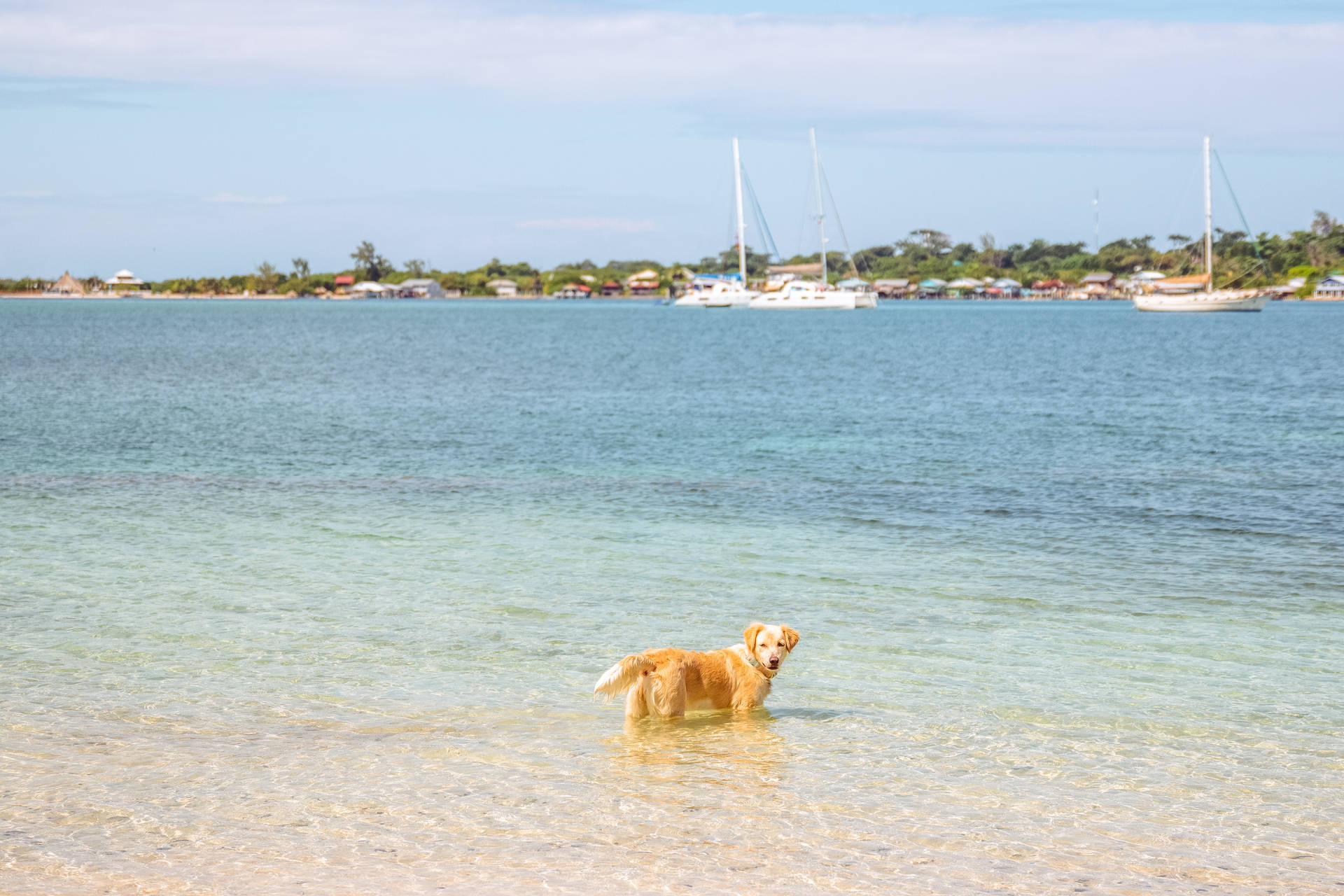 Cute Doggo In Honduras Sea Background