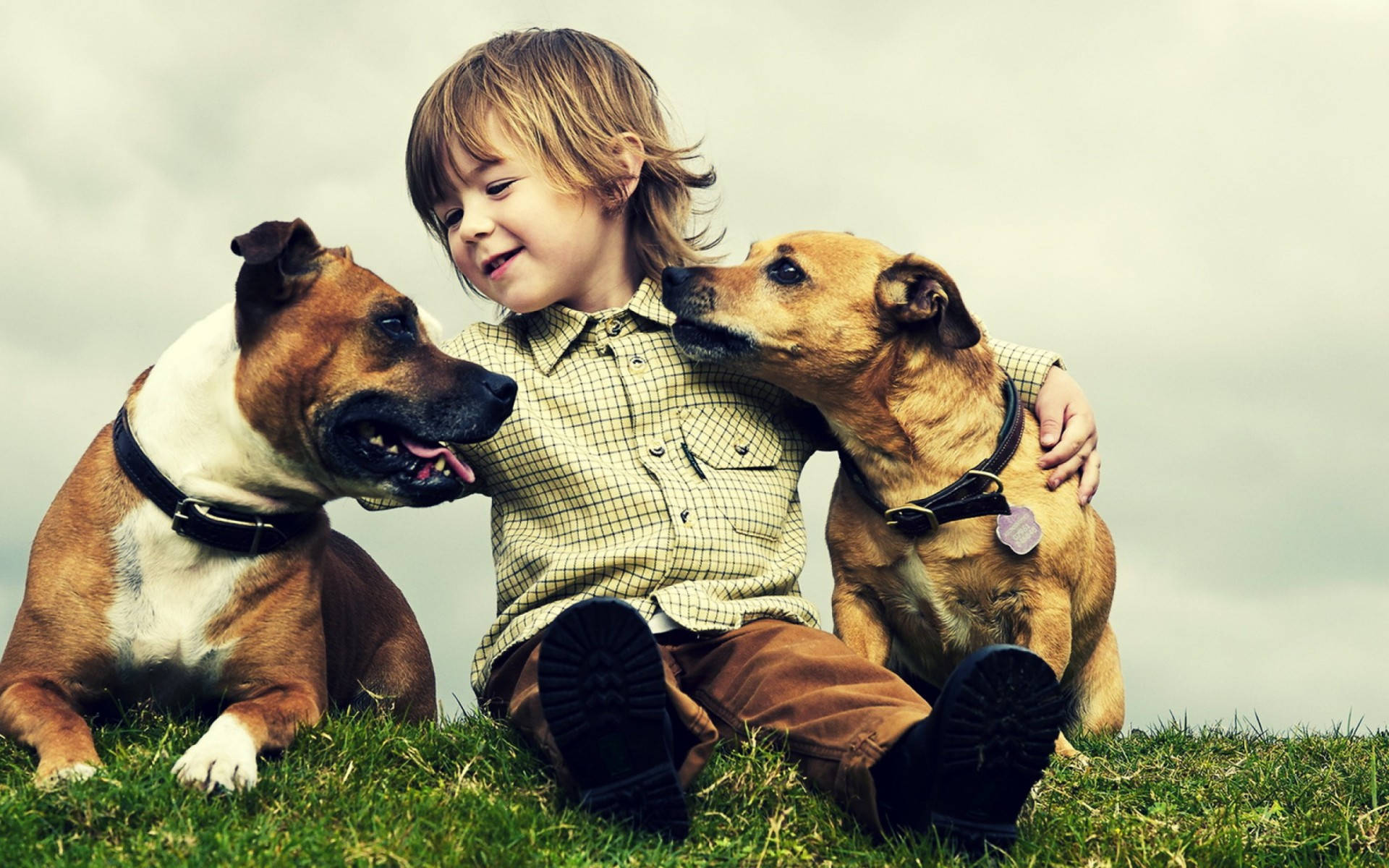 Cute Dogs And Boy Best Friend Background