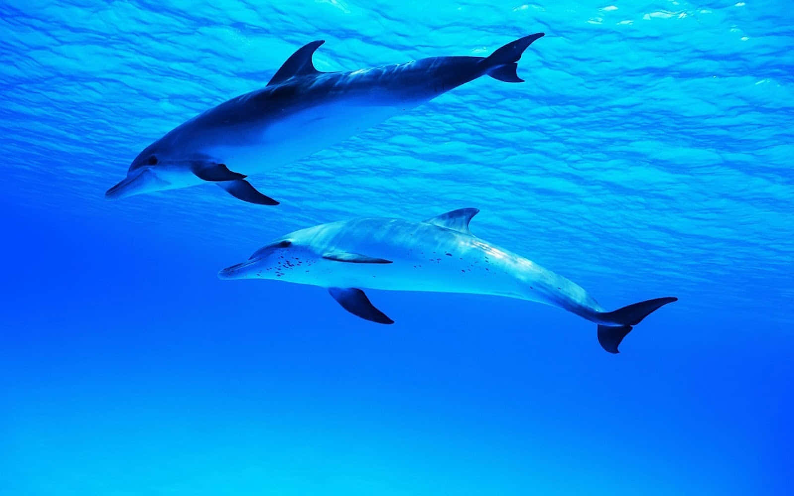 Cute Dolphin Aquatic Mammals Background