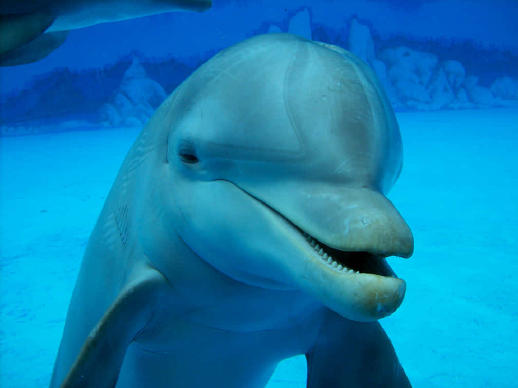 Cute Dolphin Closeup Shot
