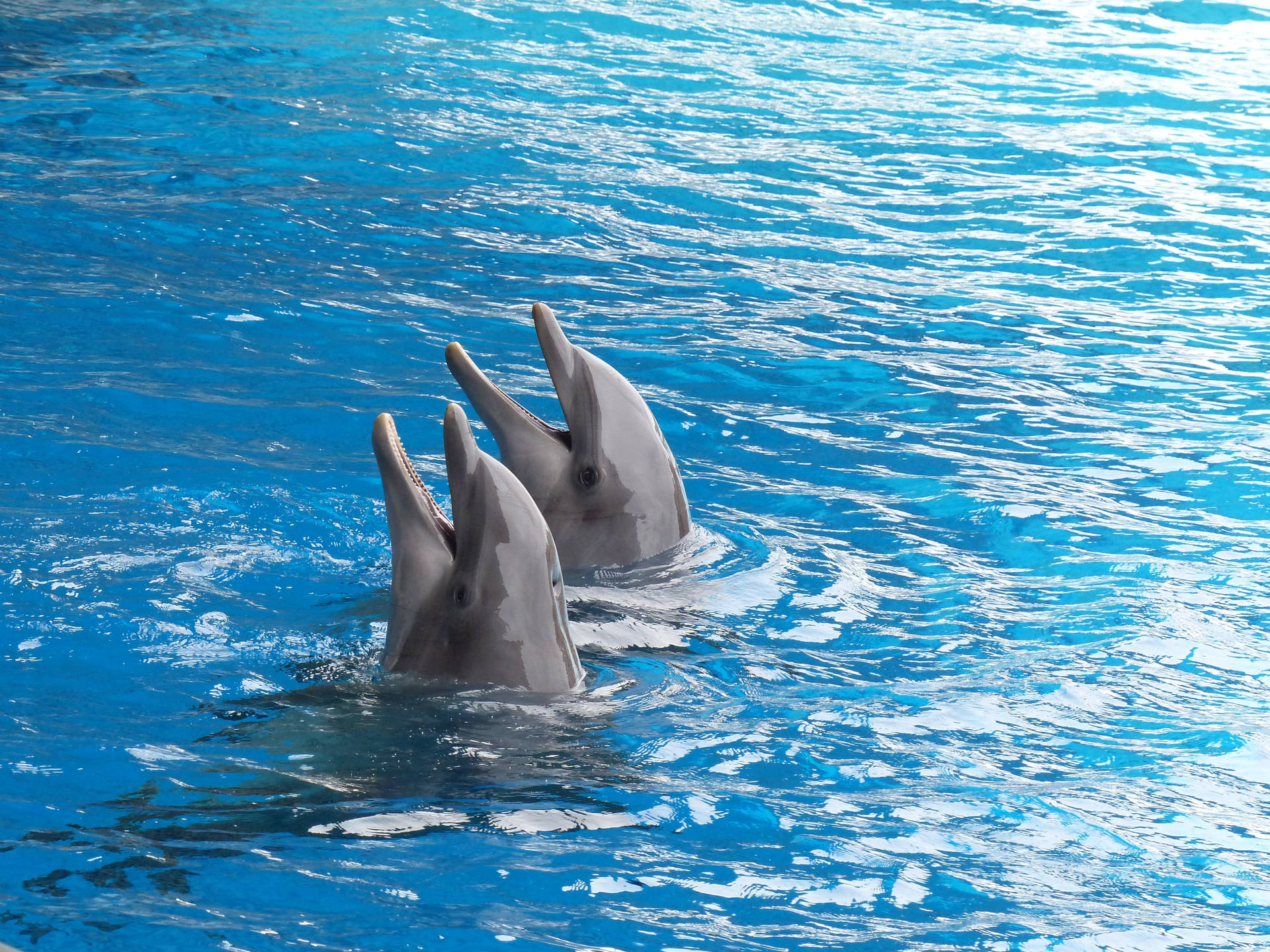 Cute Dolphin Couple Background