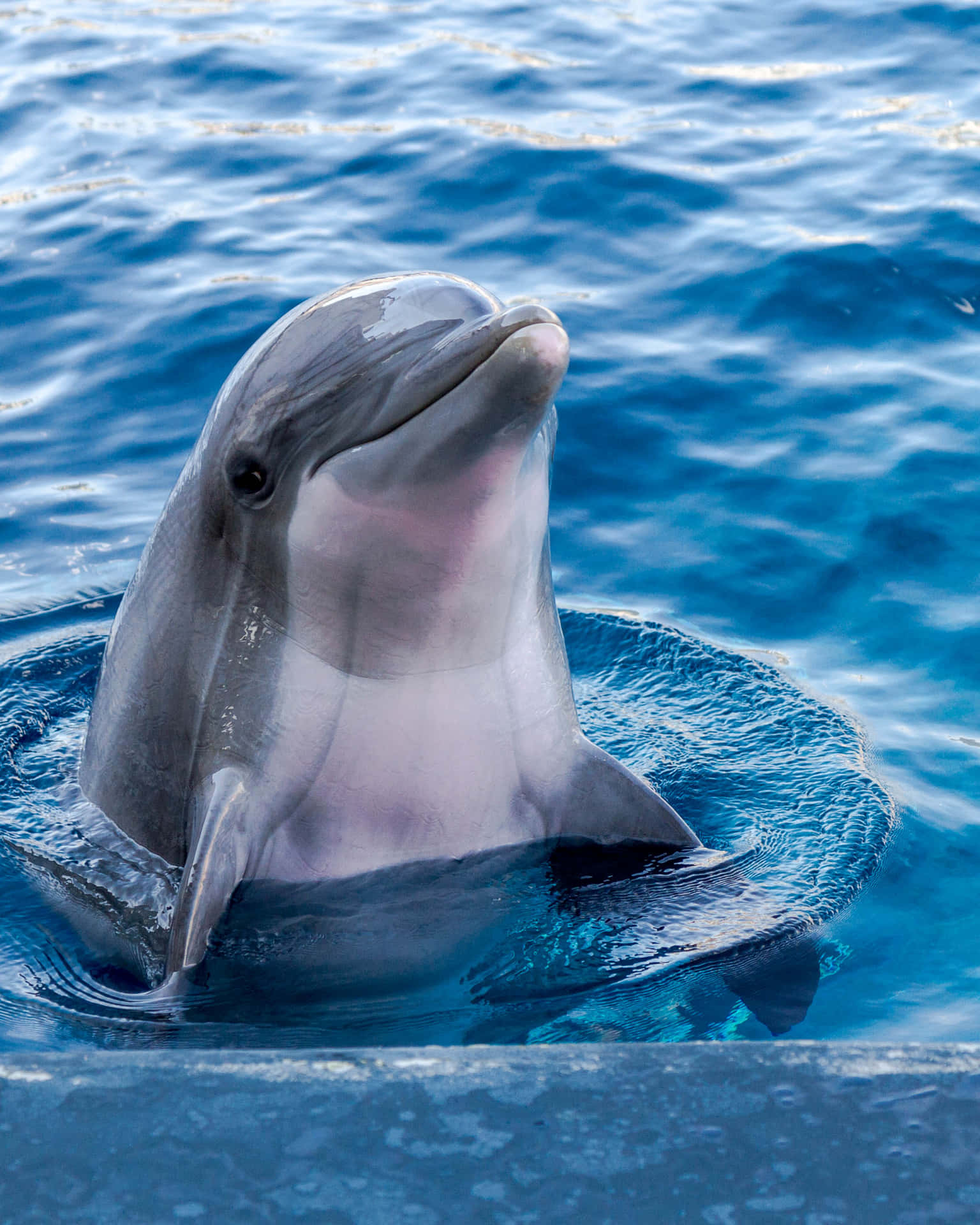 Cute Dolphin Intellectual Sea Creatures