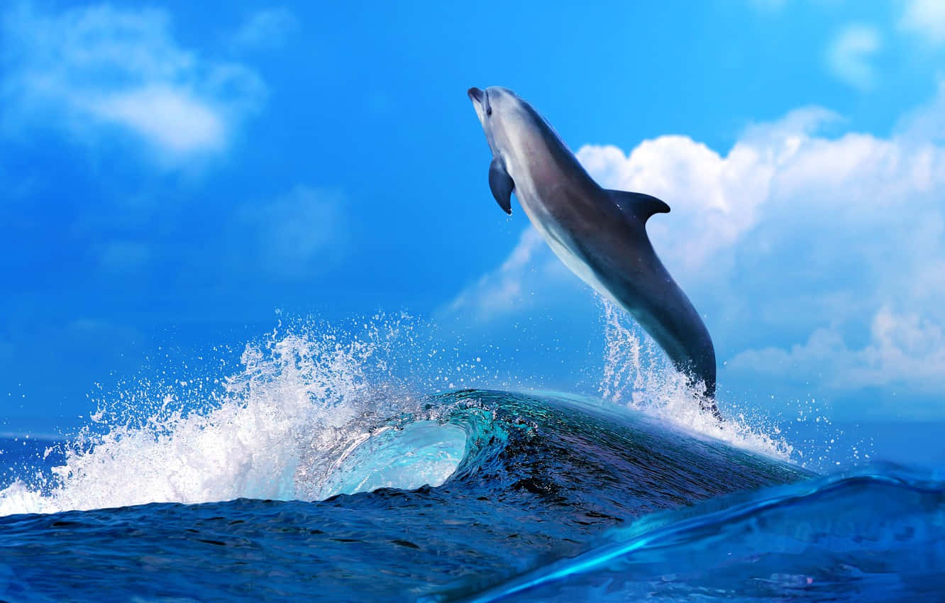 Cute Dolphin Majestic Sky Background