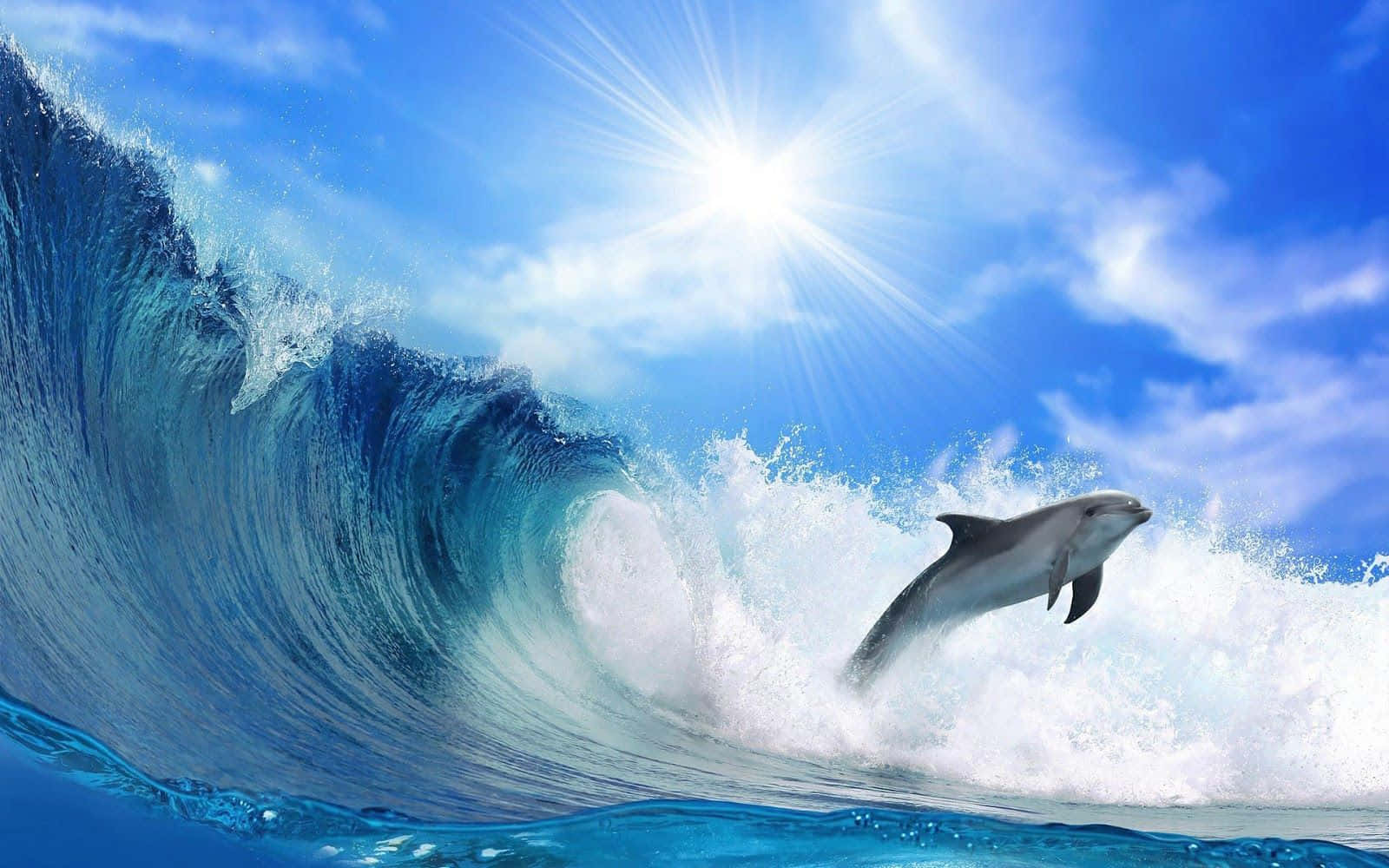 Cute Dolphin Ocean Wave Background