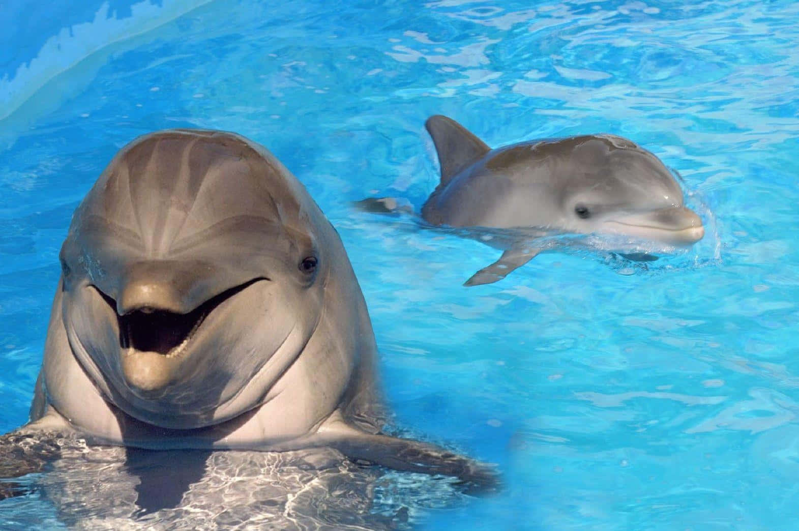 Cute Dolphin Sea World Attraction