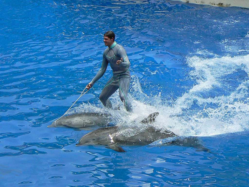 Cute Dolphin Sea World