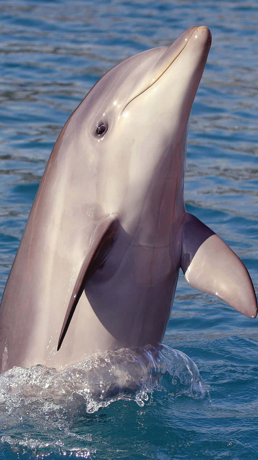 Cute Dolphin Slender Nose Background