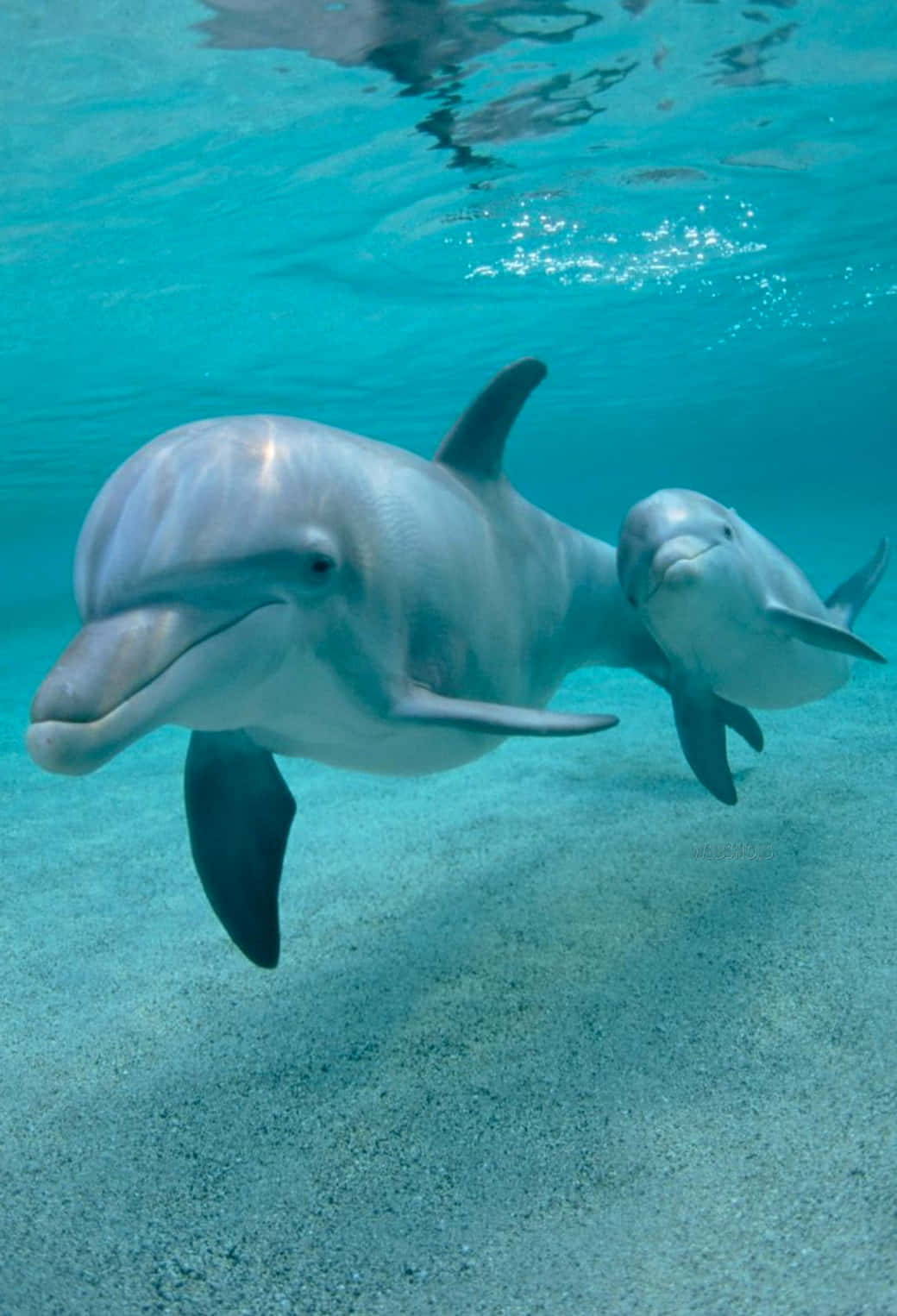 Cute Dolphin Social Animals Background
