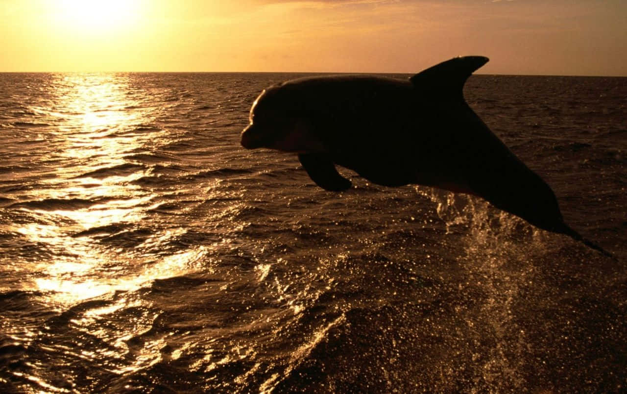 Cute Dolphin Sunset