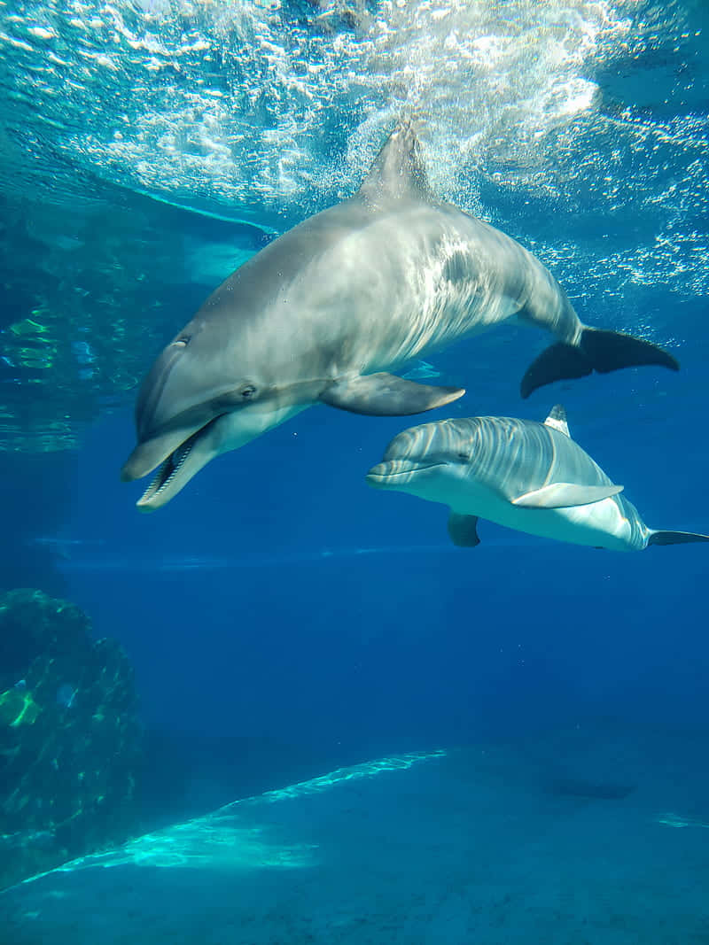 Cute Dolphin Swimming Underwater Background