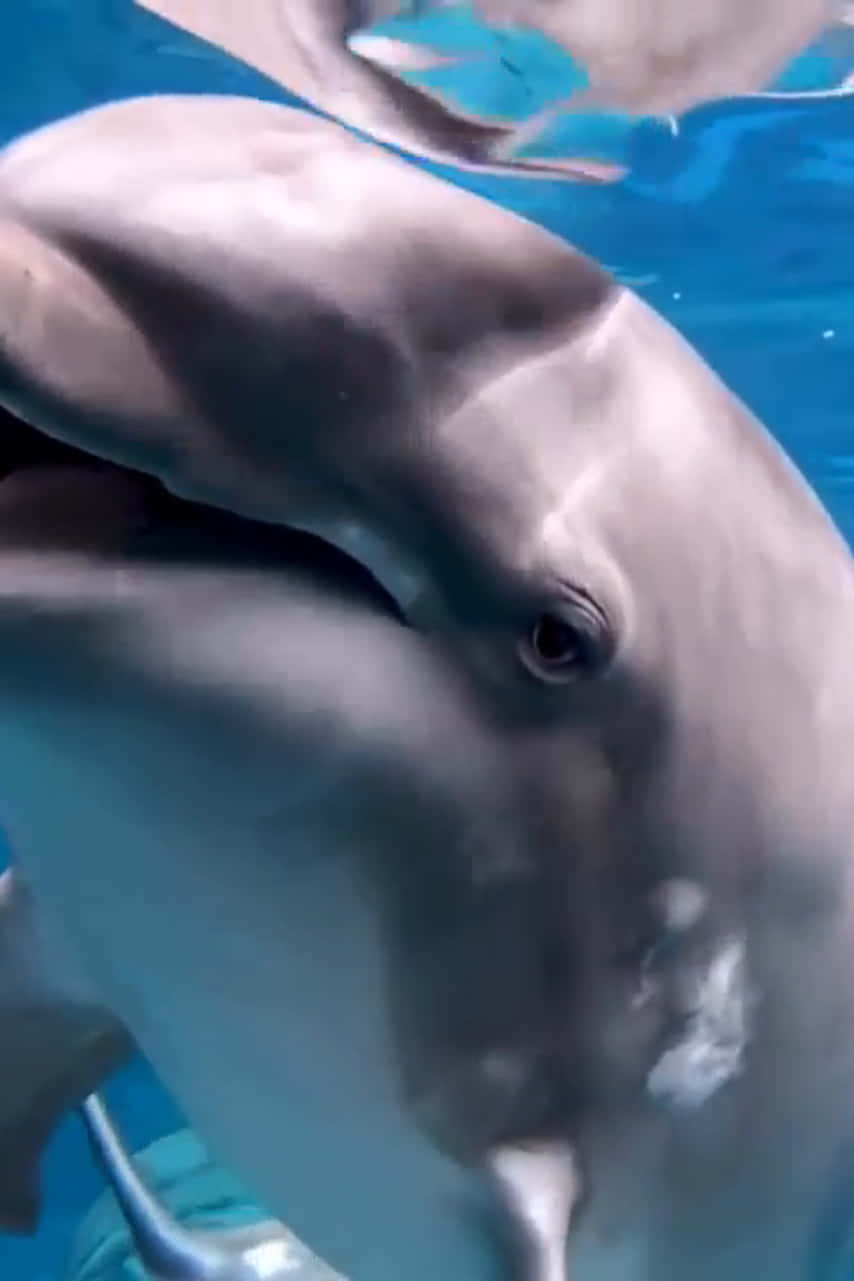 Cute Dolphin Thinking Creatures