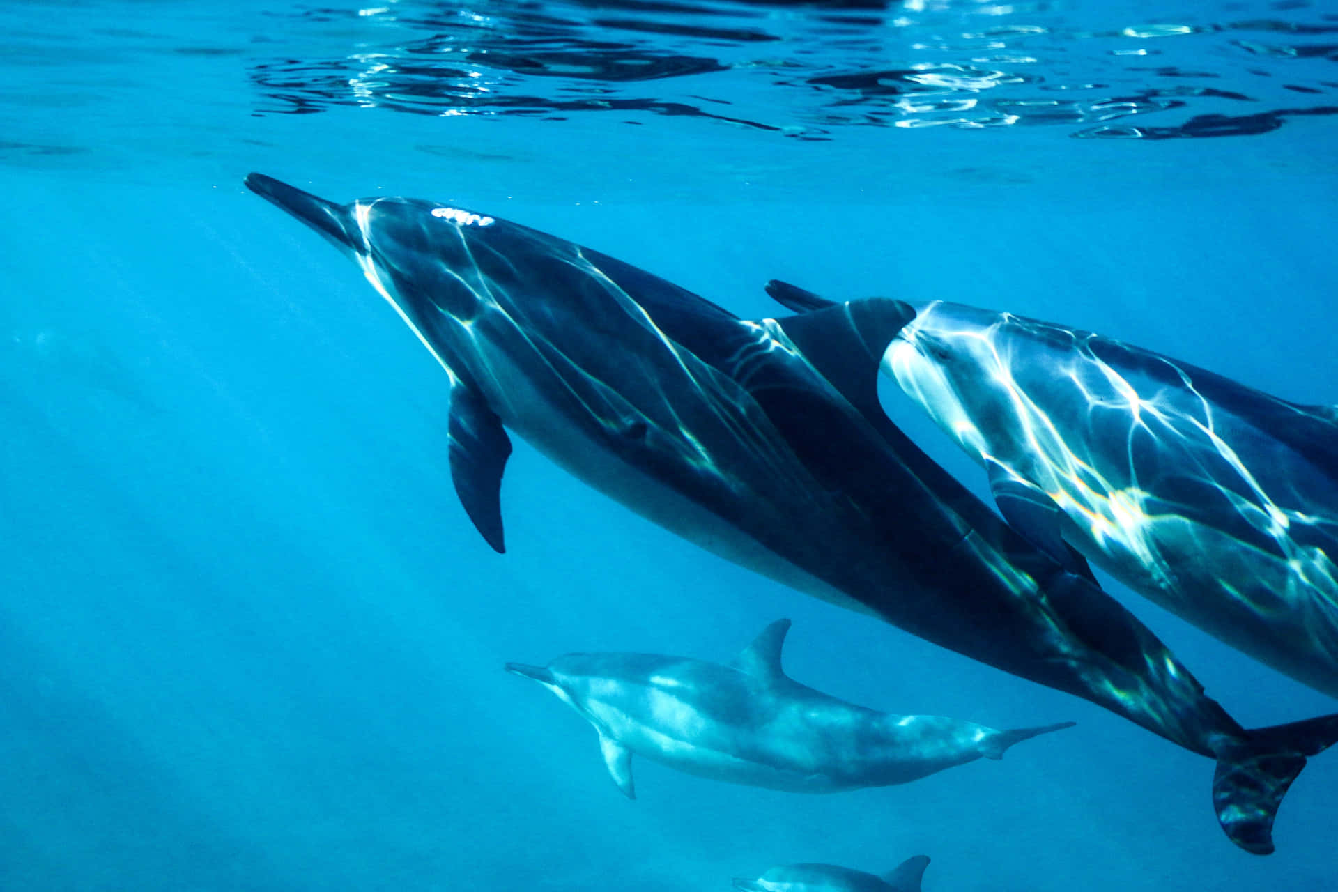 Cute Dolphins Aquatic Mammals Background