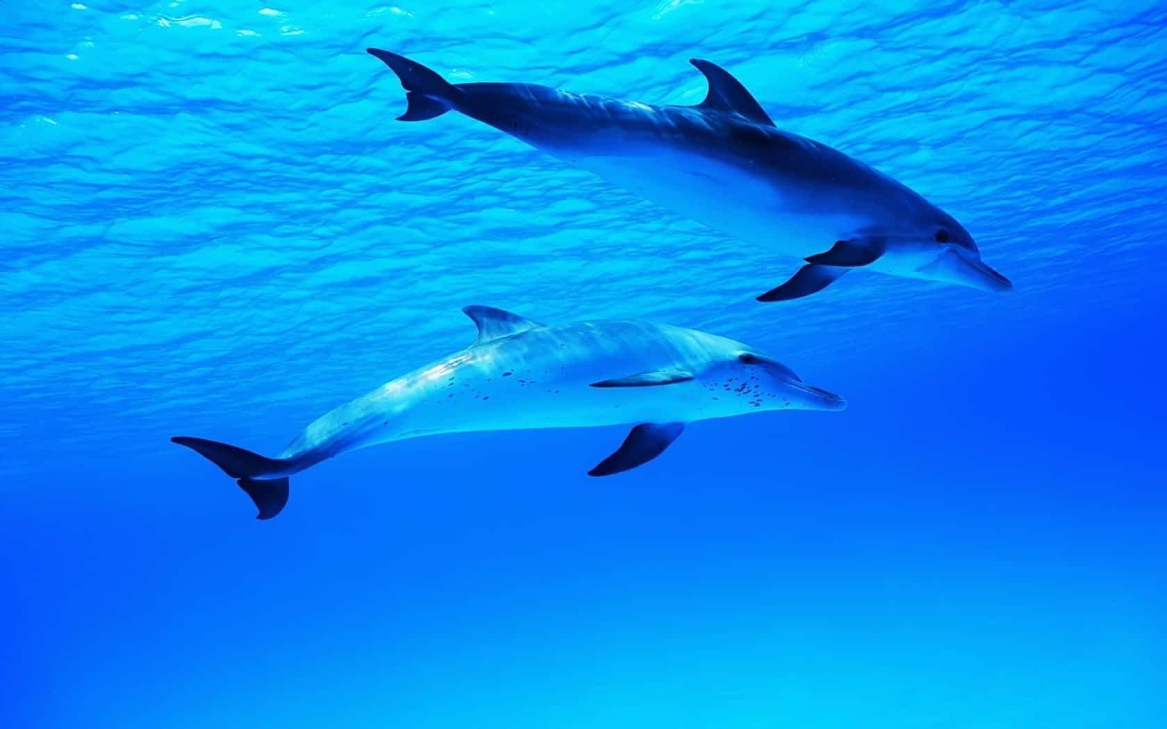 Cute Dolphins Blue Ocean Background