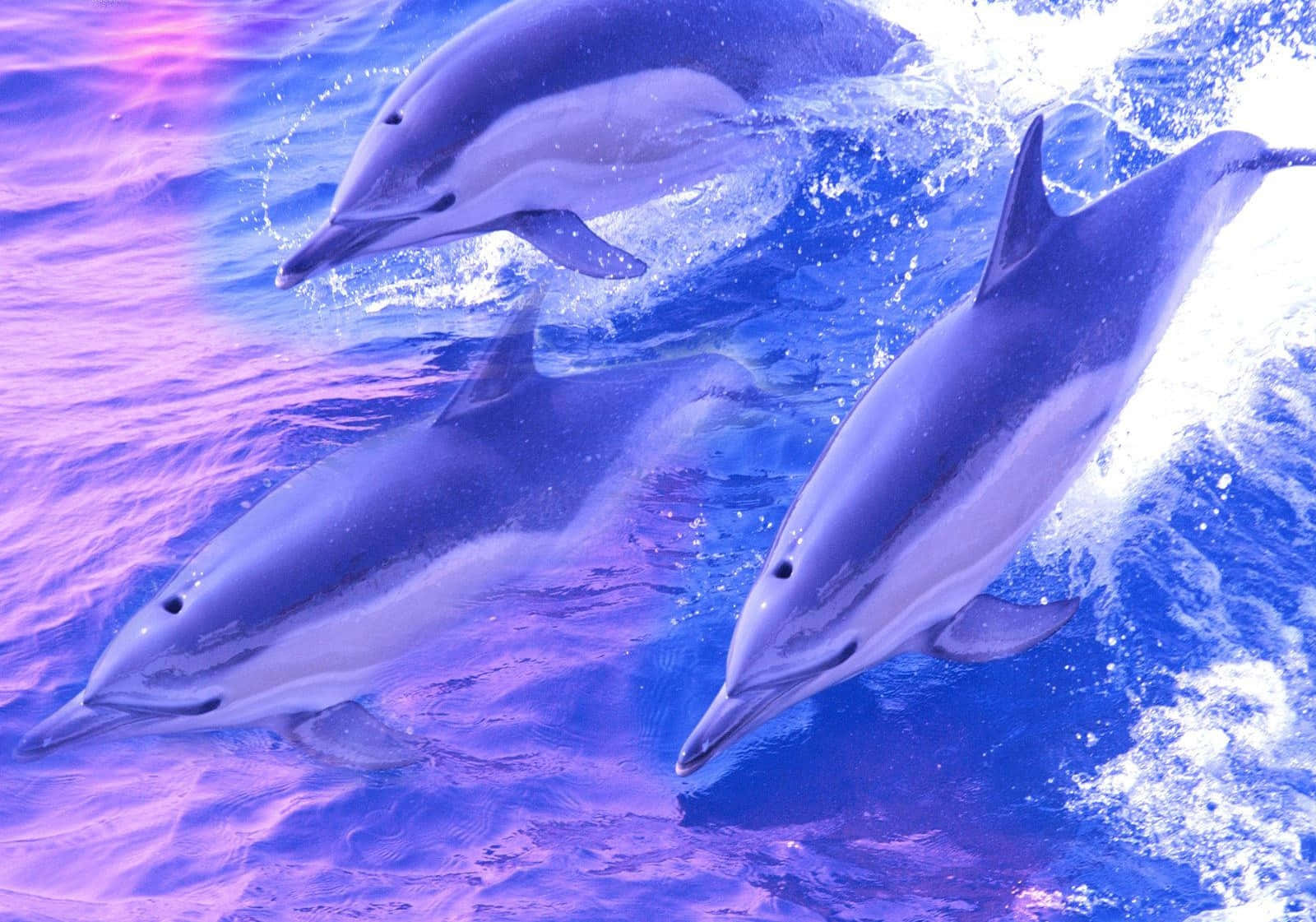 Cute Dolphins Creative Visual Design Background