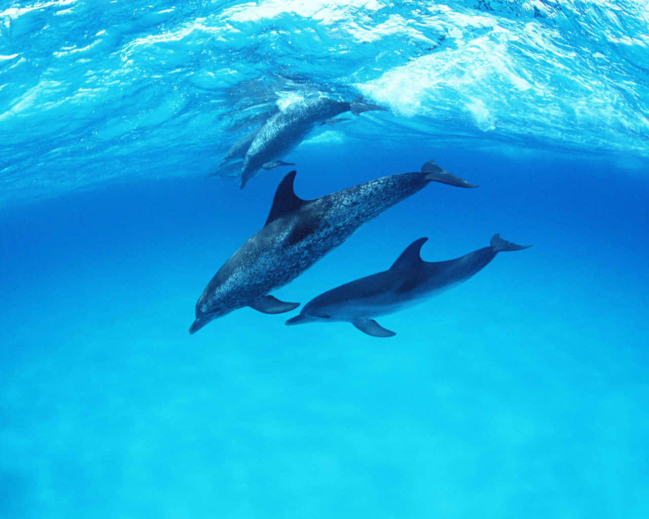 Cute Dolphins Open Ocean