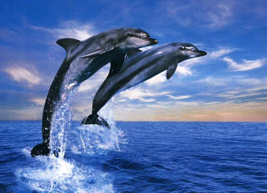 Cute Dolphins Vector Artwork