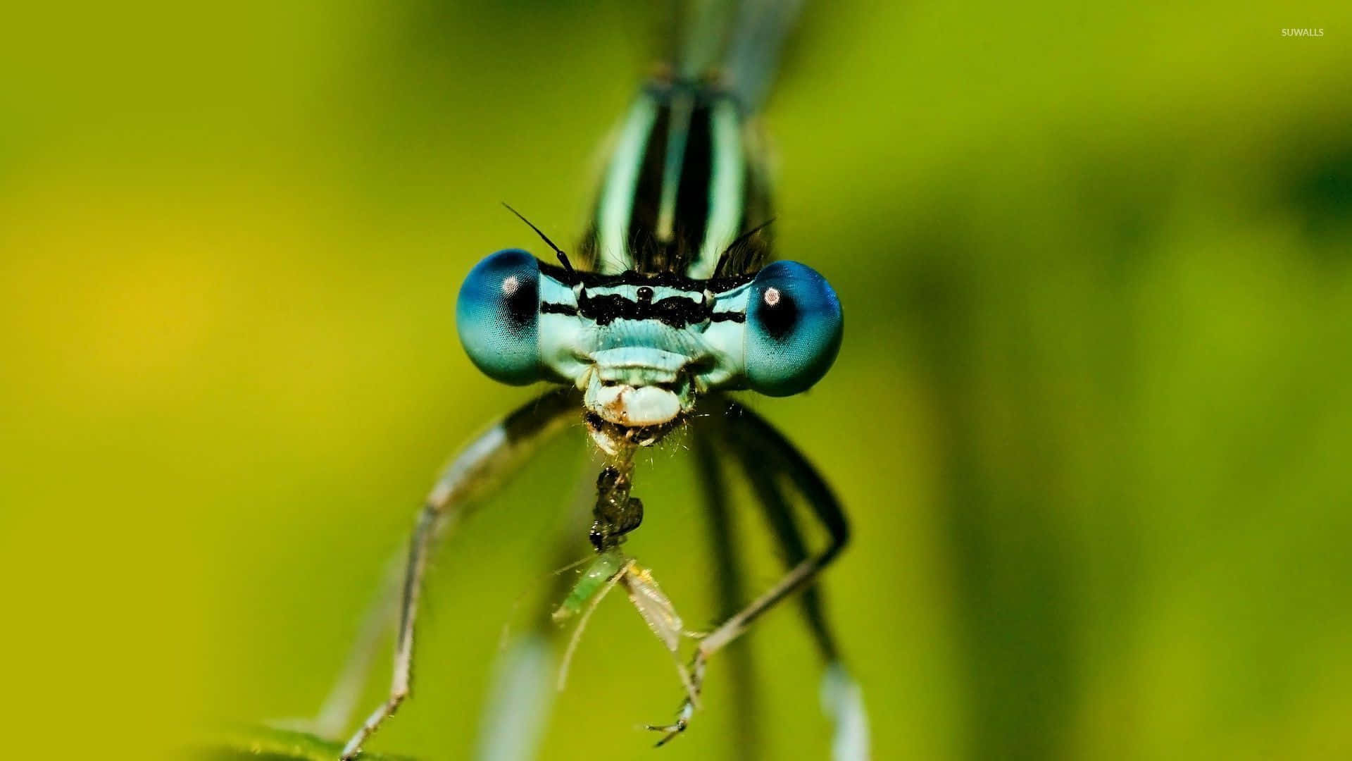 Cute Dragonfly Insects Background