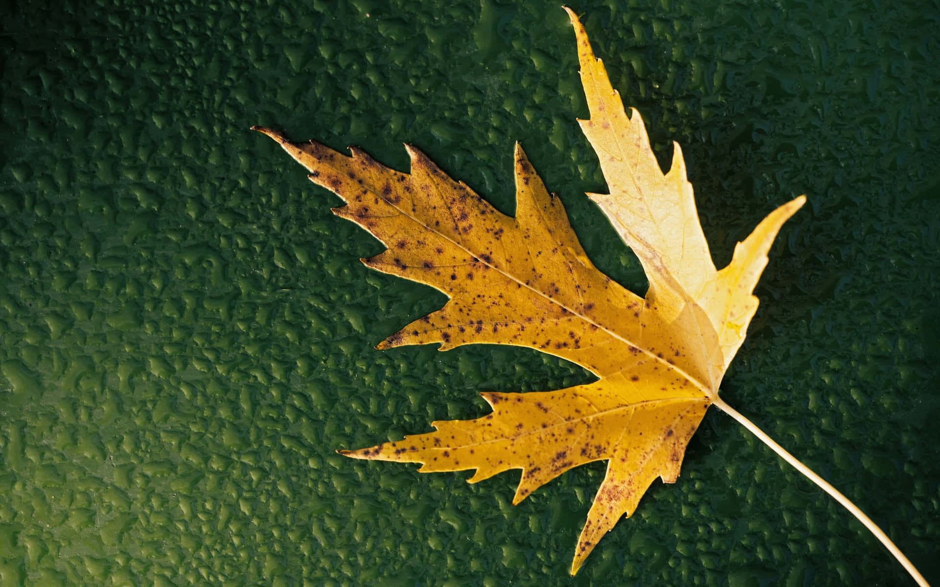 Cute Dry Maple Leaf Background