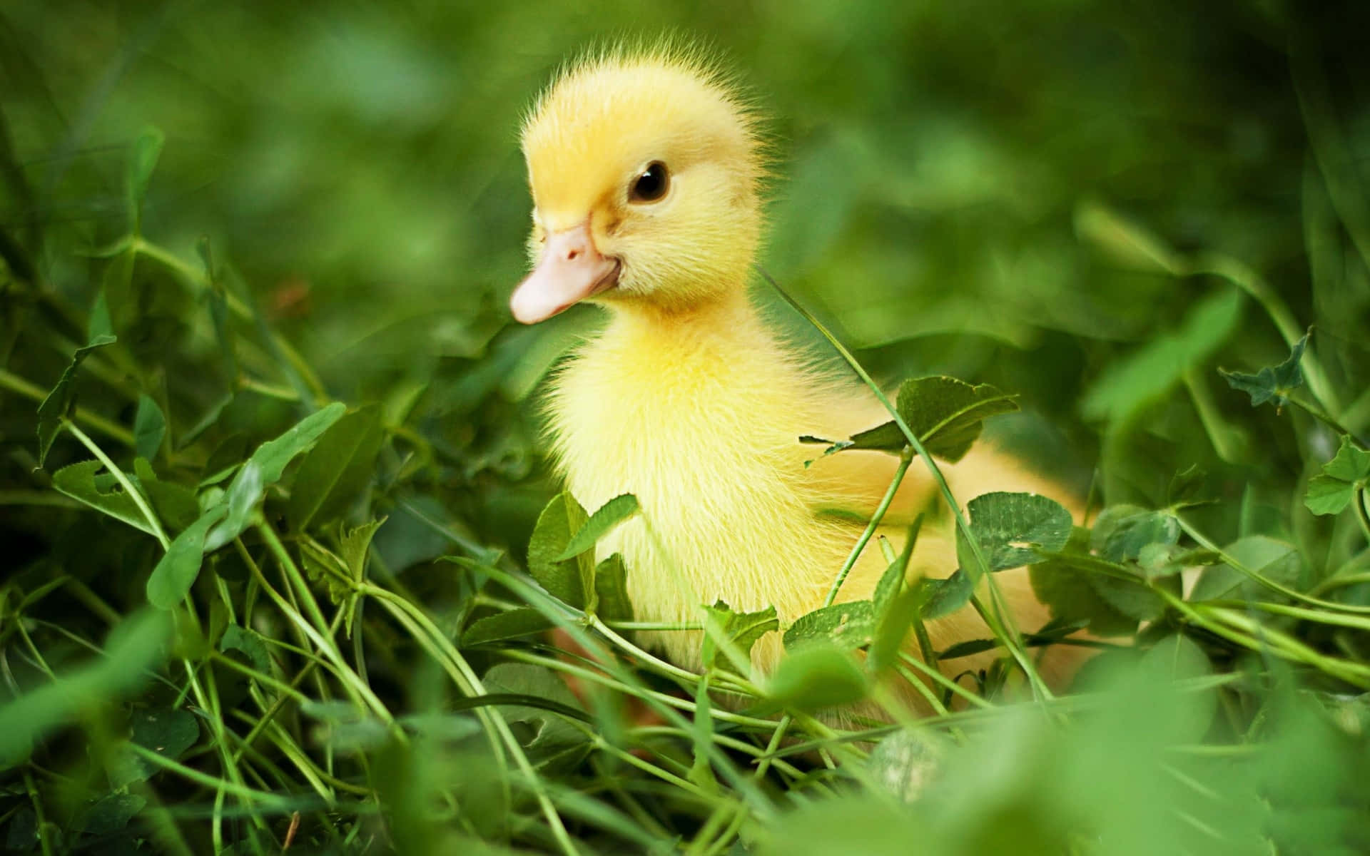 Cute Duck Alone And Lost On The Ground Background