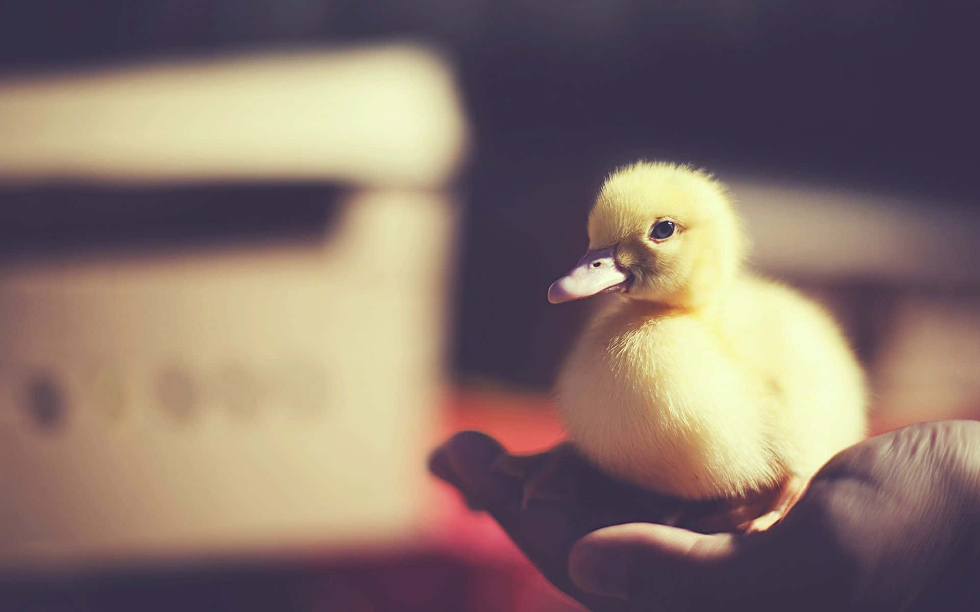 Cute Duck On A Human's Palm Background