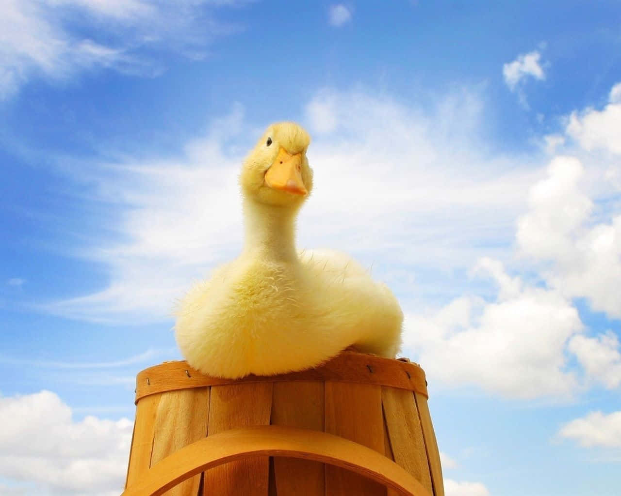 Cute Duck On A Wooden Bucket Background