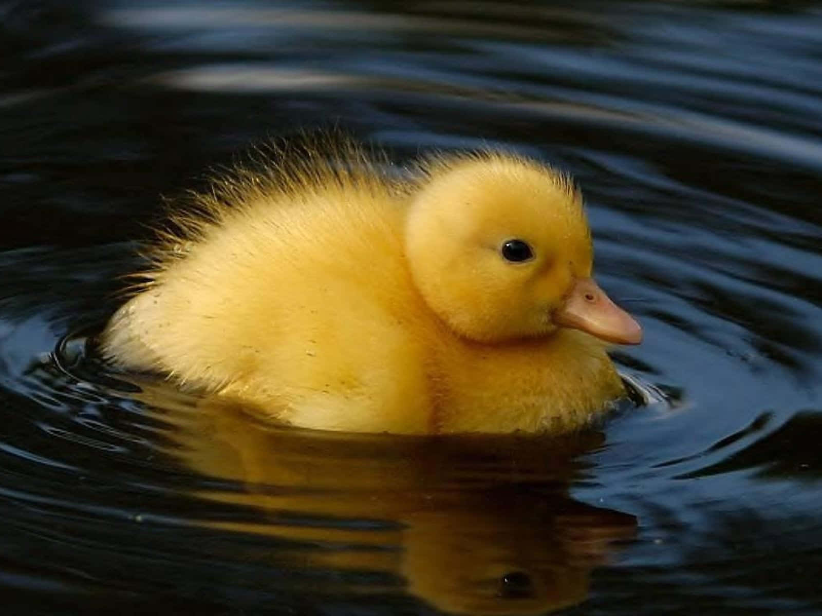 Cute Duck On The Water Background