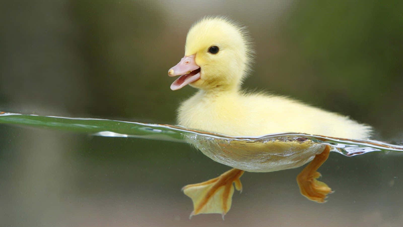 Cute Duck Swimming On Clear Water Background