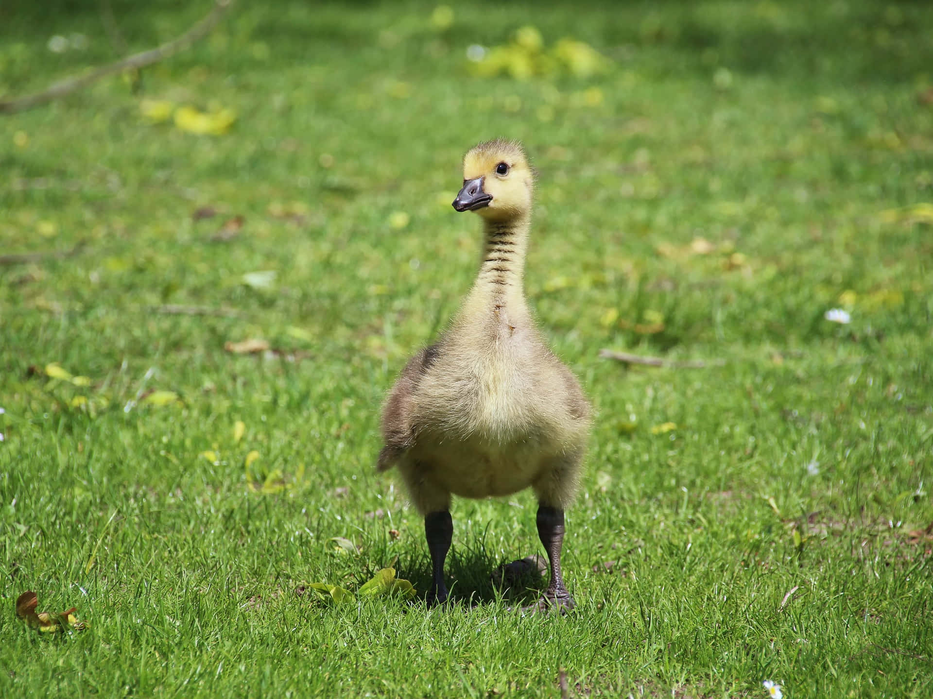 Cute Duck Wandering On The Grass