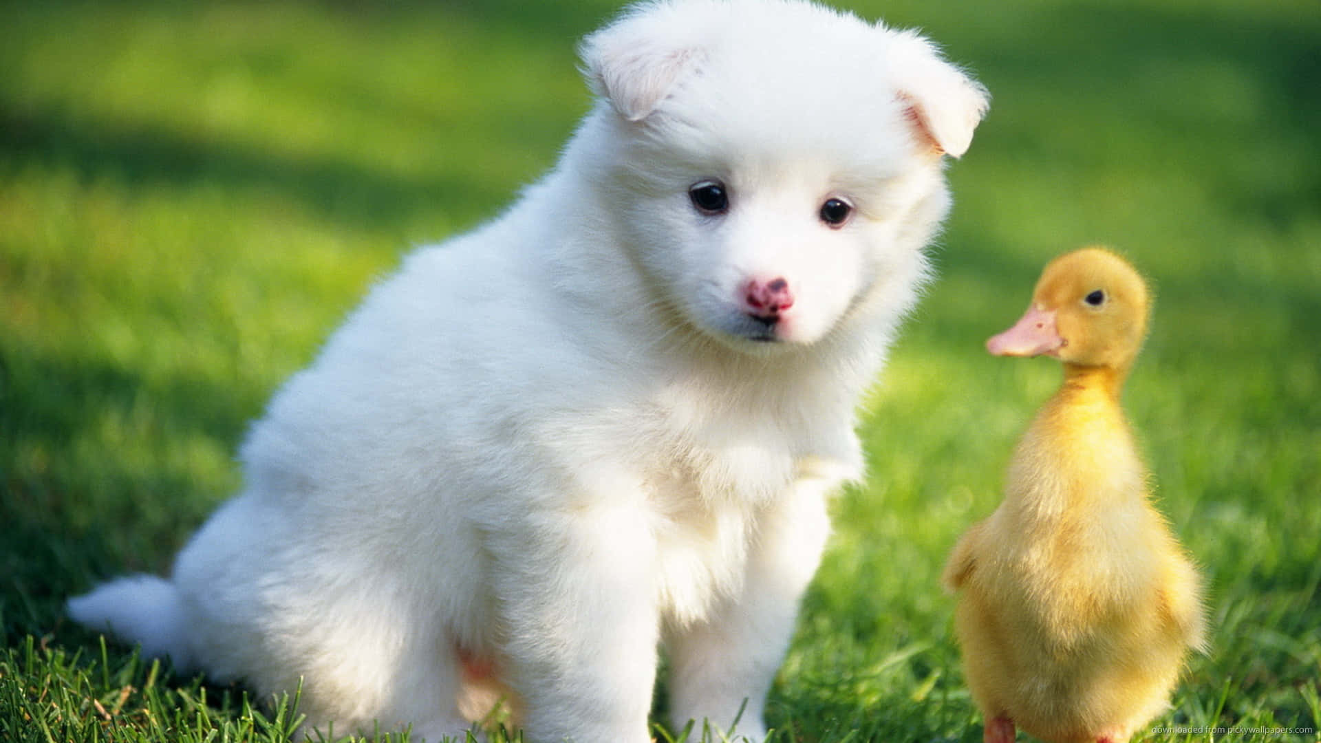 Cute Duck With A Puppy Background