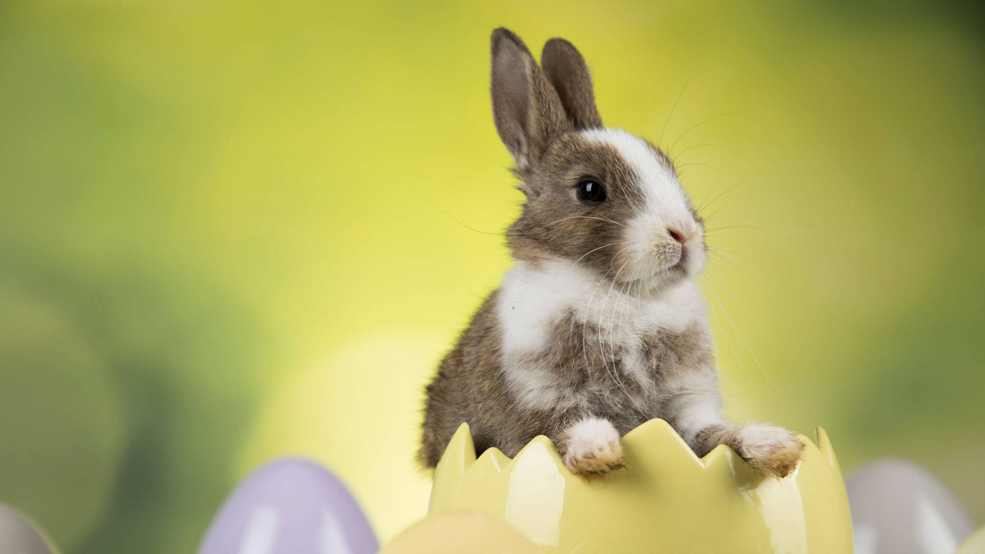 Cute Easter Baby Bunny