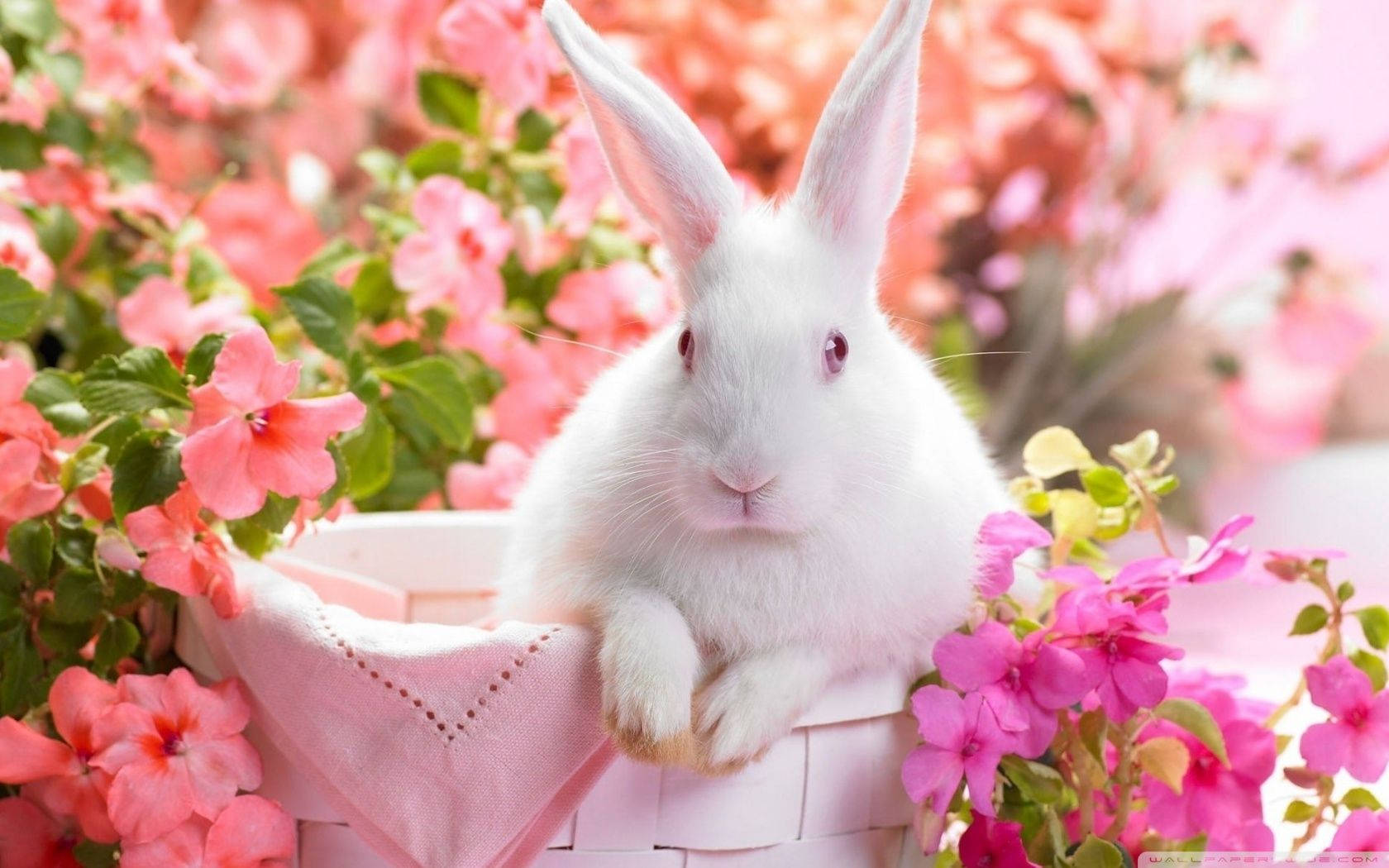Cute Easter Bunny Aesthetic Background