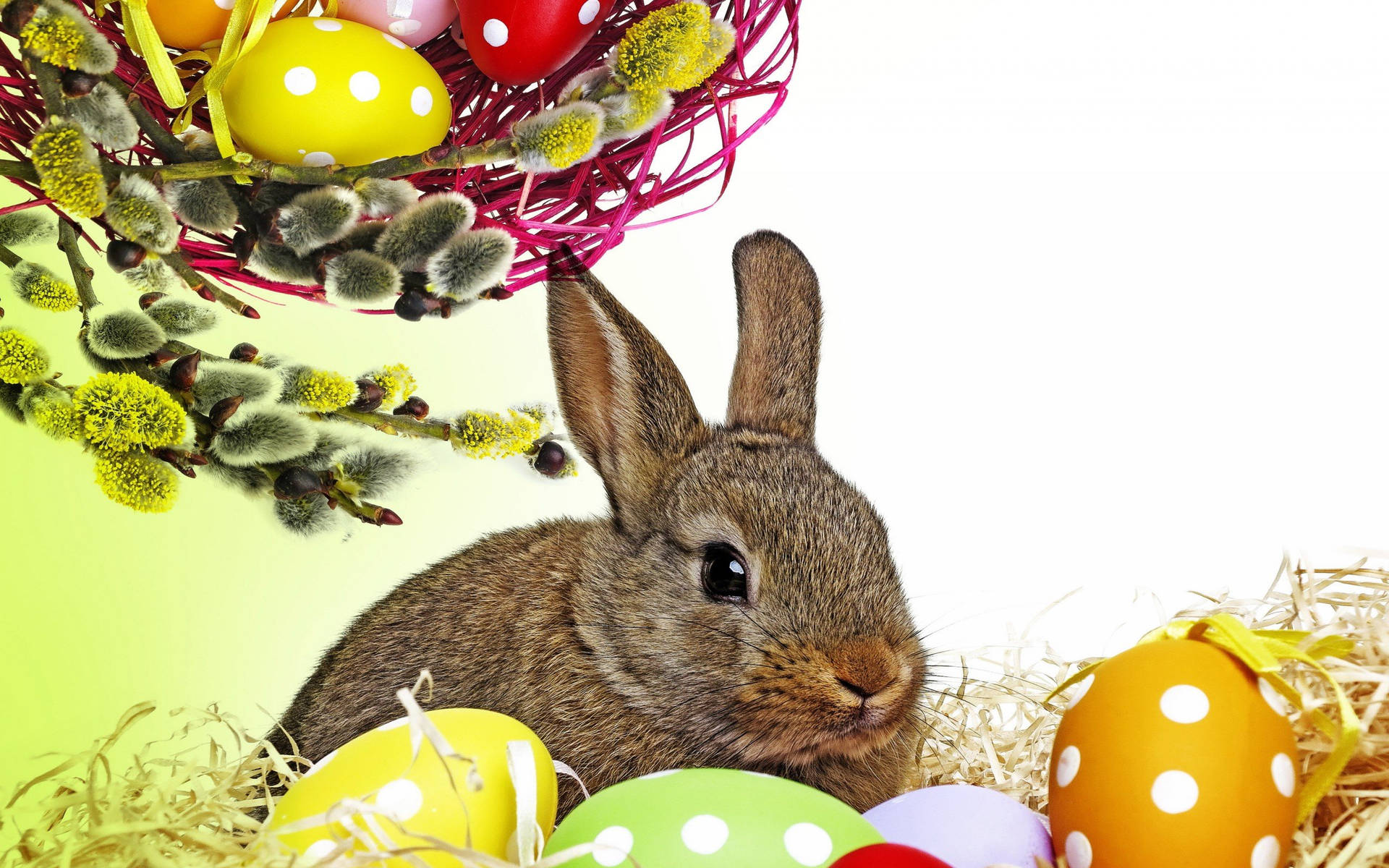 Cute Easter Bunny Background Background