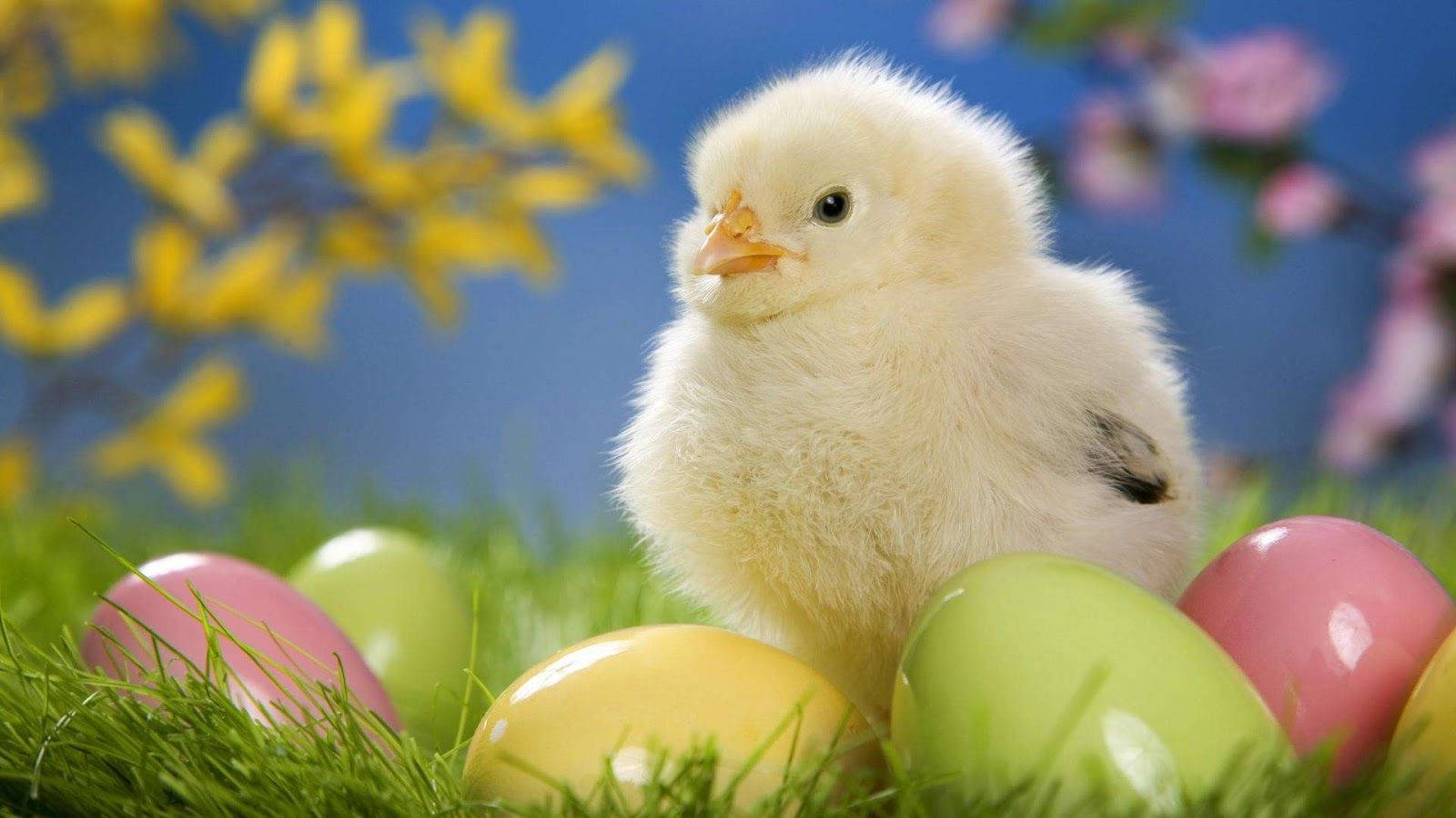 Cute Easter Chick Background