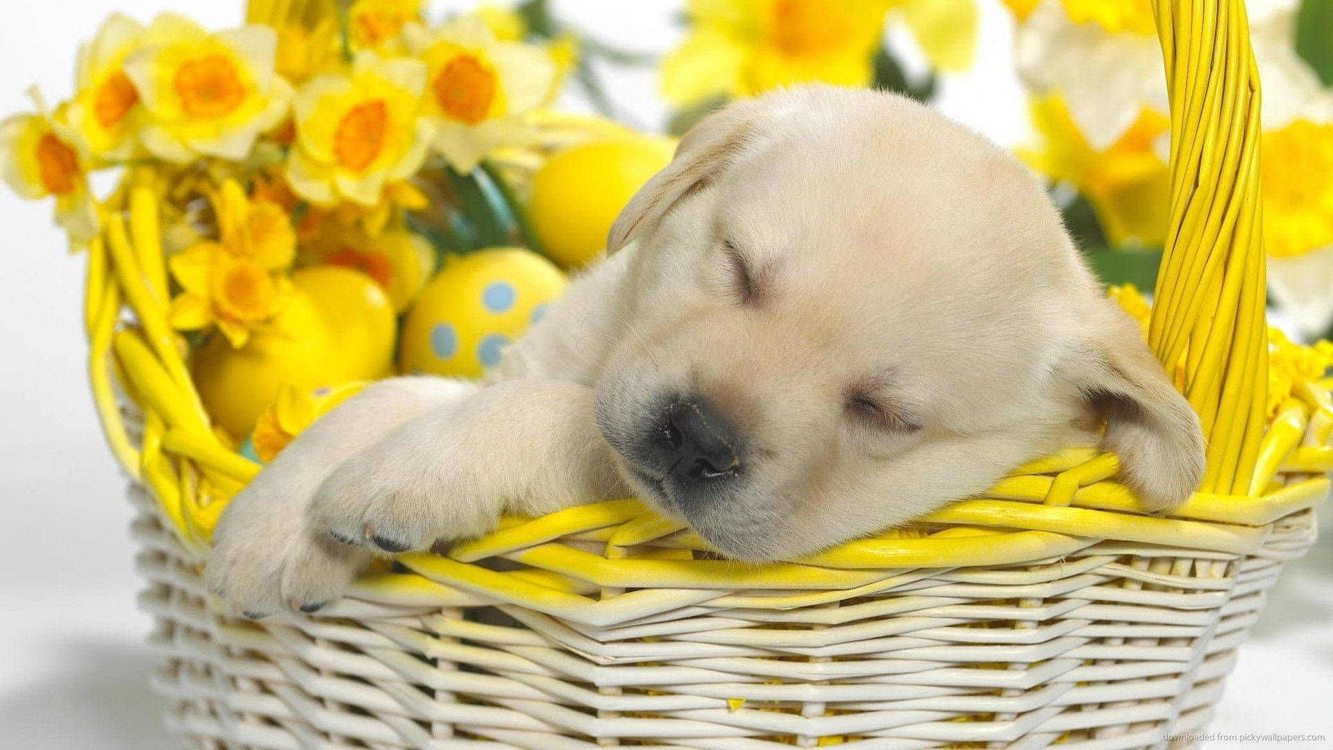 Cute Easter Dog Background