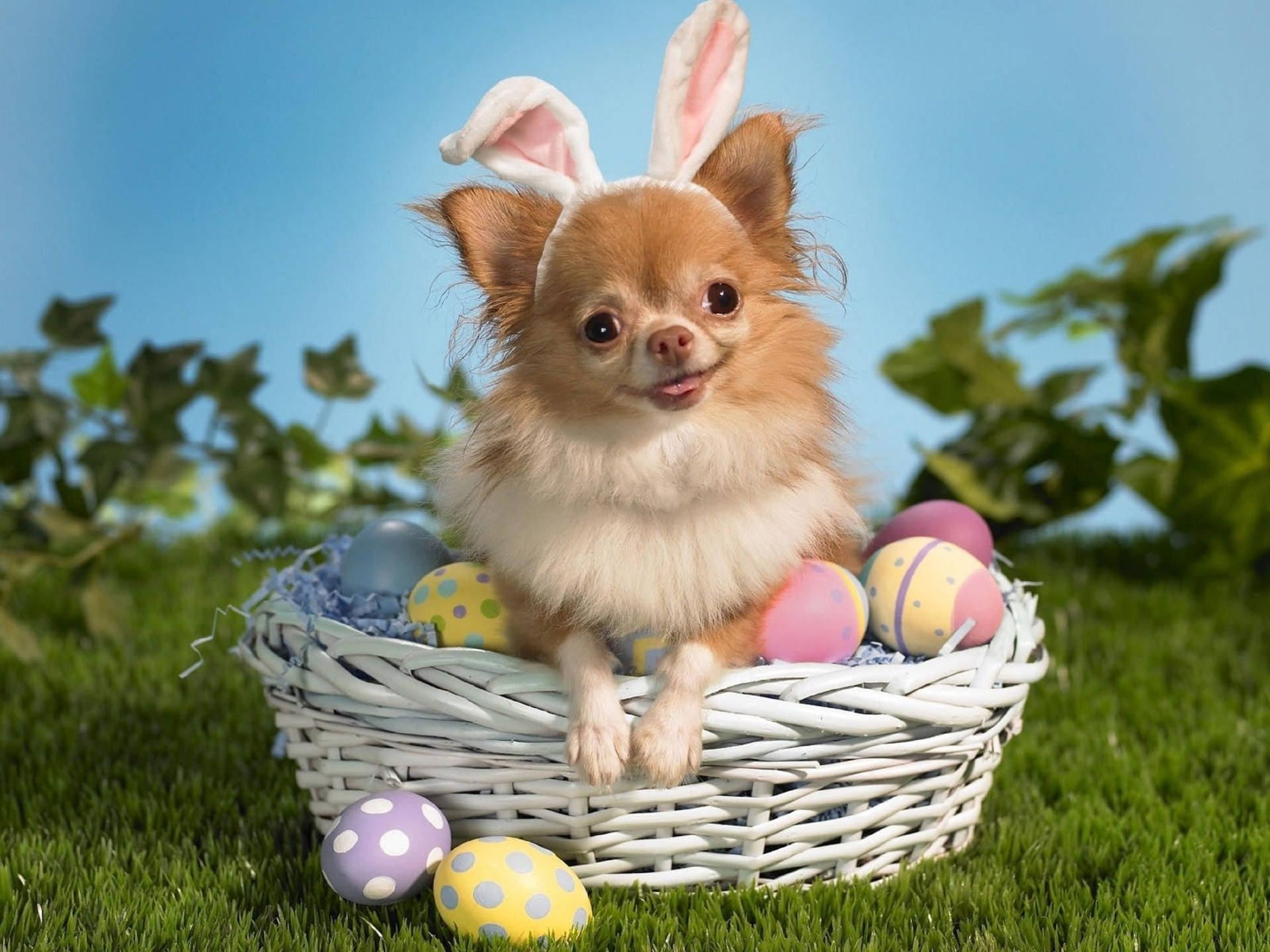 Cute Easter Egg Dog Background