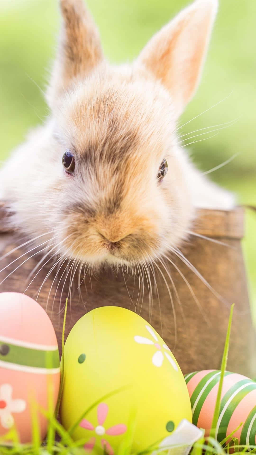 Cute Easter Iphone With Bunny In Basket Background