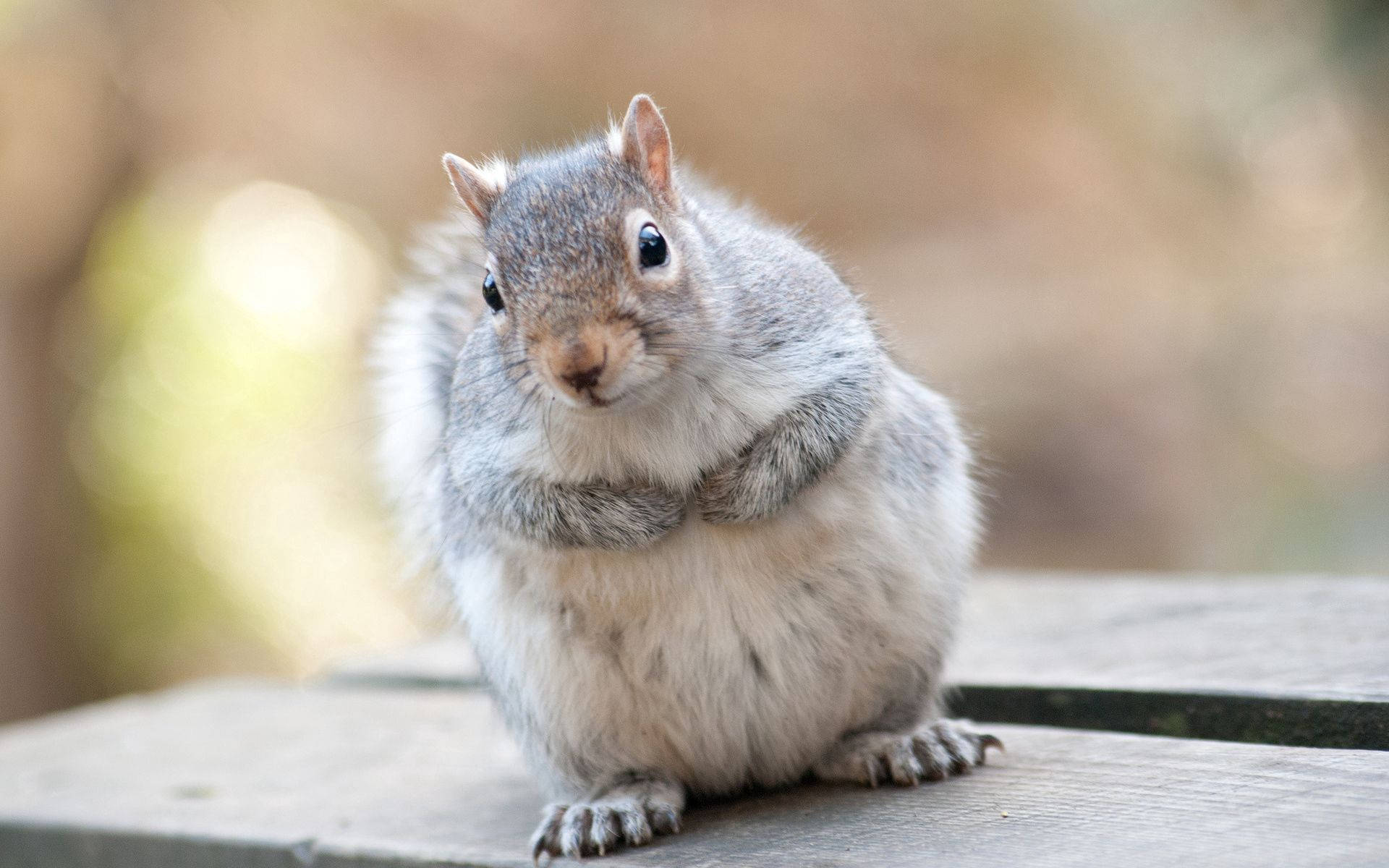 Cute Eastern Gray Squirrel Background