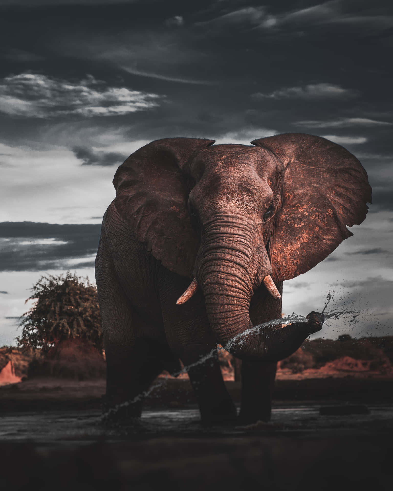 Cute Elephant Dark Wilderness Botswana Background