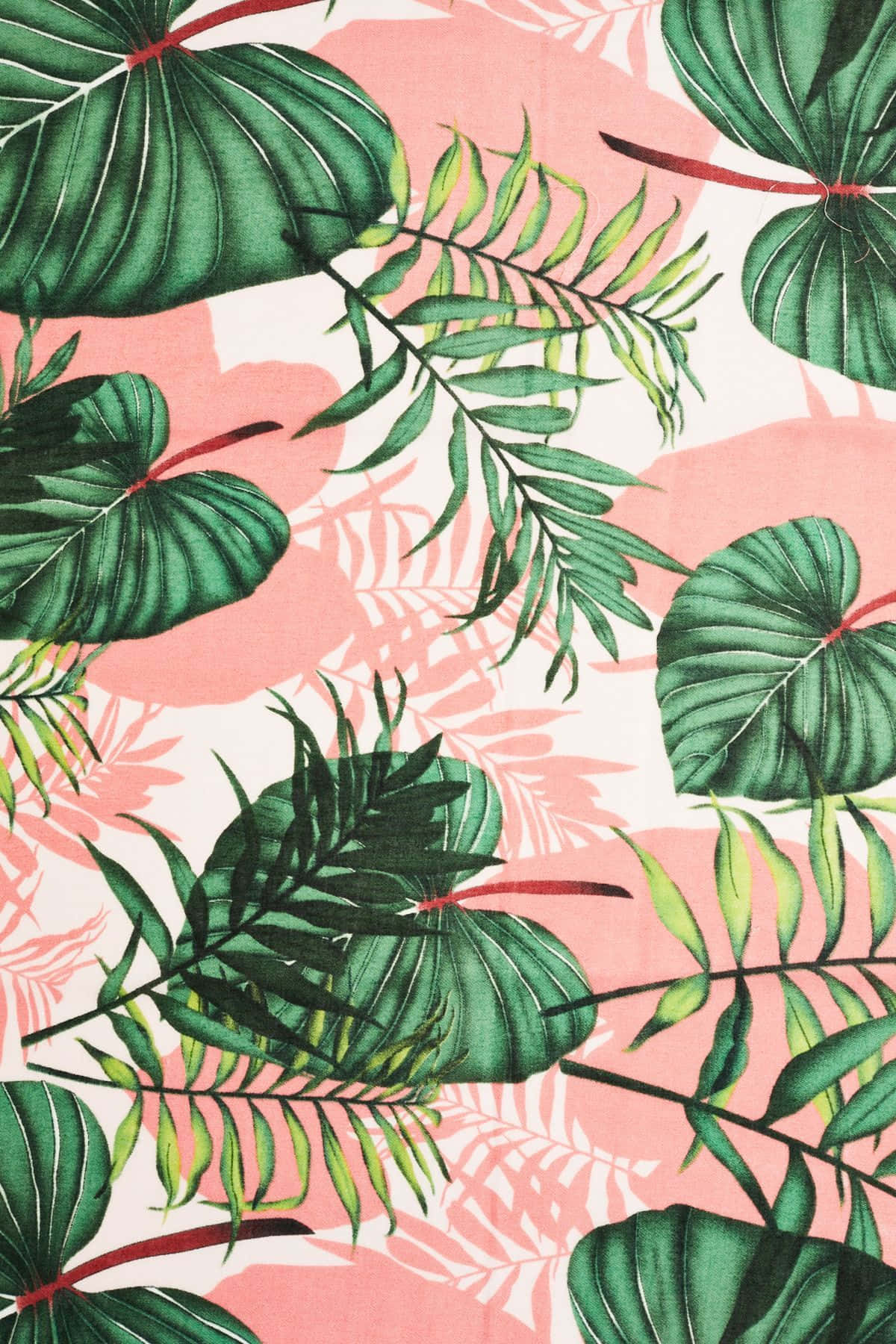 Cute Elephant Ear Plant Leaves Background
