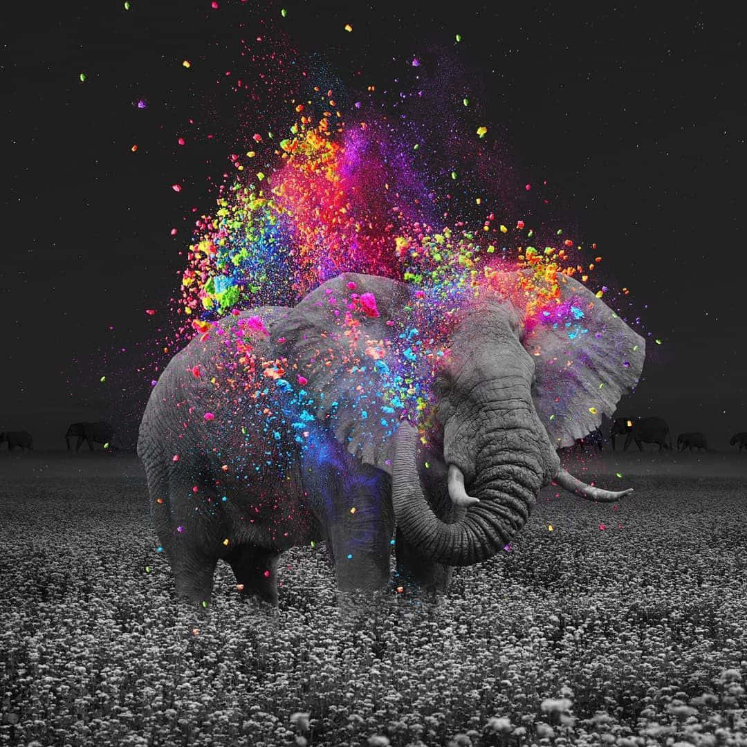 Cute Elephant Grayscale Playing Color Paint Background