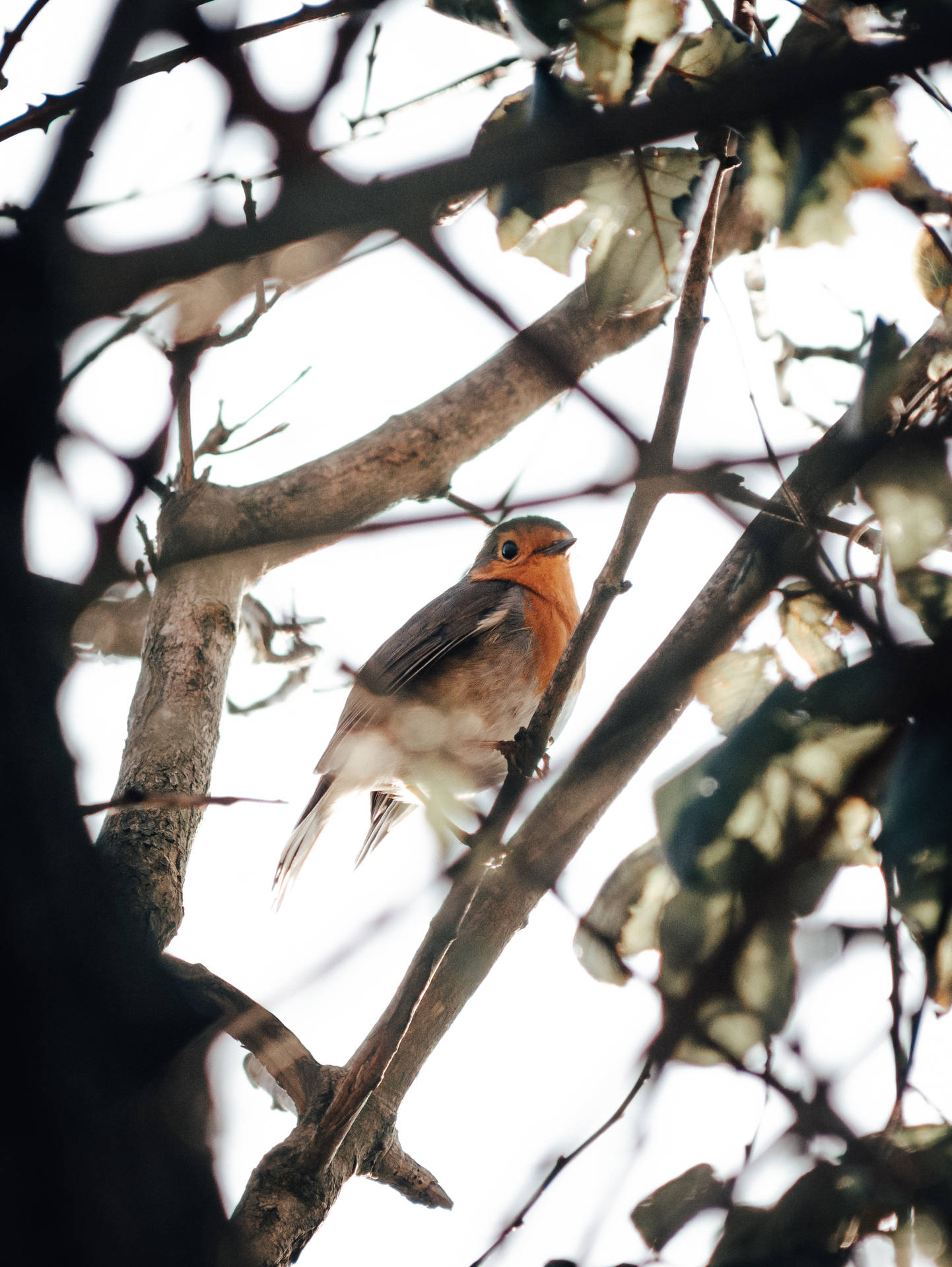 Cute European Robin Beautiful Birds Background