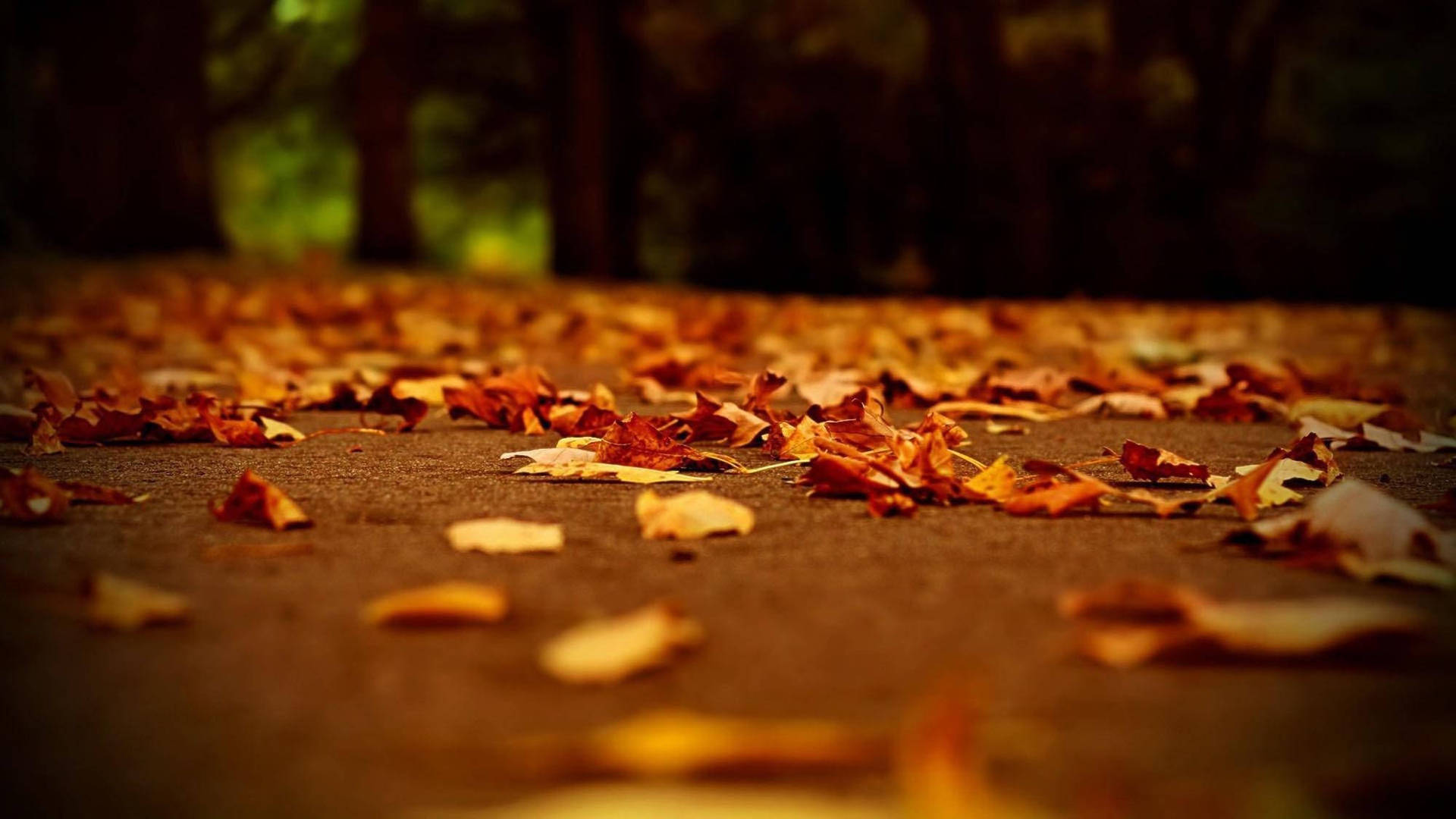 Cute Fall Aesthetic Dried Foliage Background