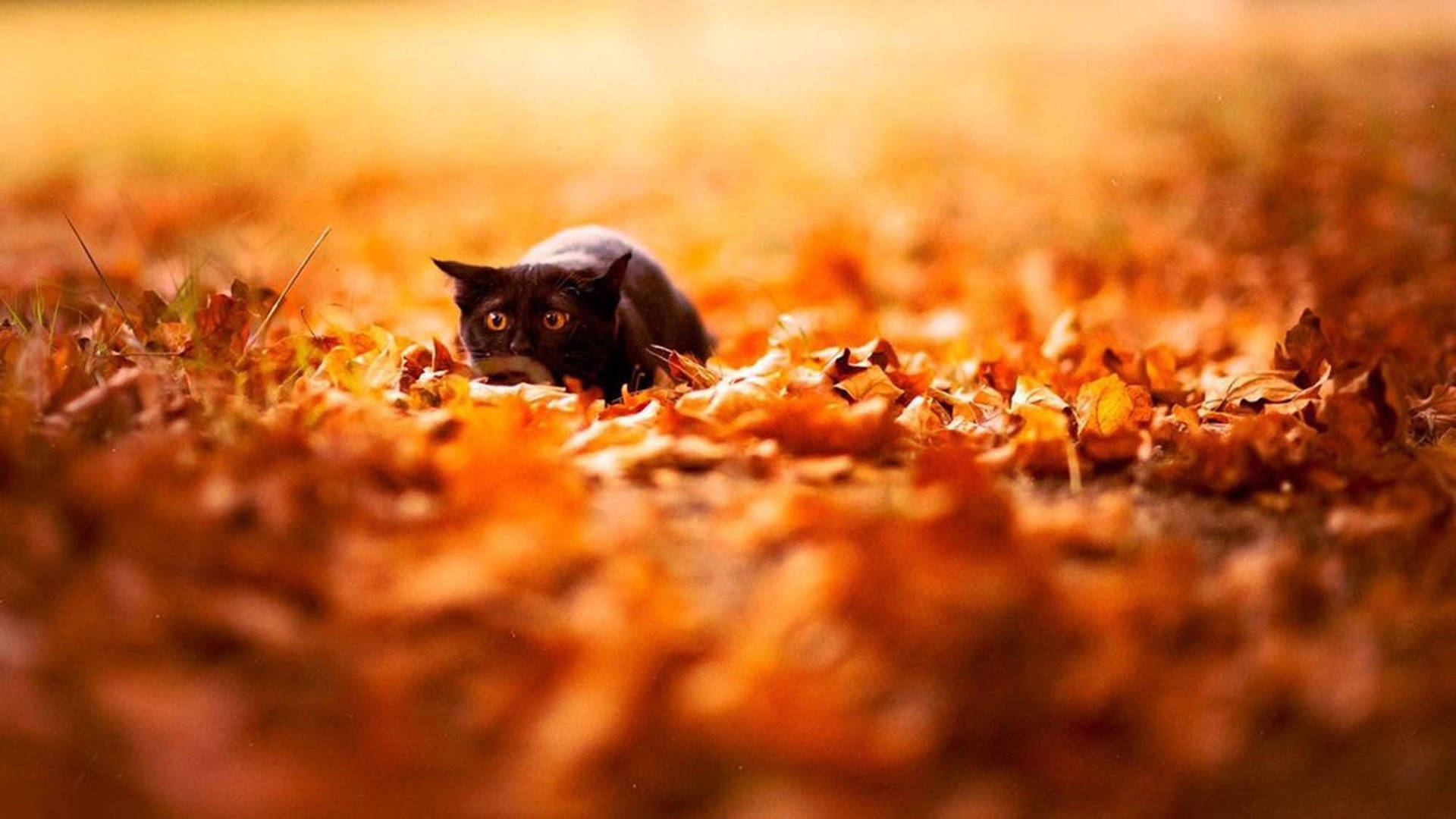 Cute Fall Aesthetic Image Of Cat Background