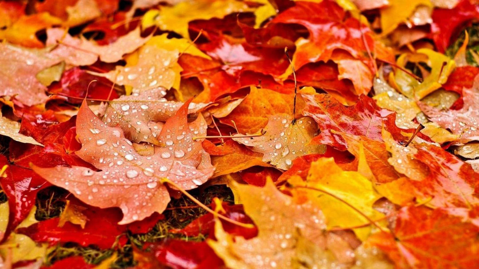 Cute Fall Aesthetic Leaves With Raindrops Background