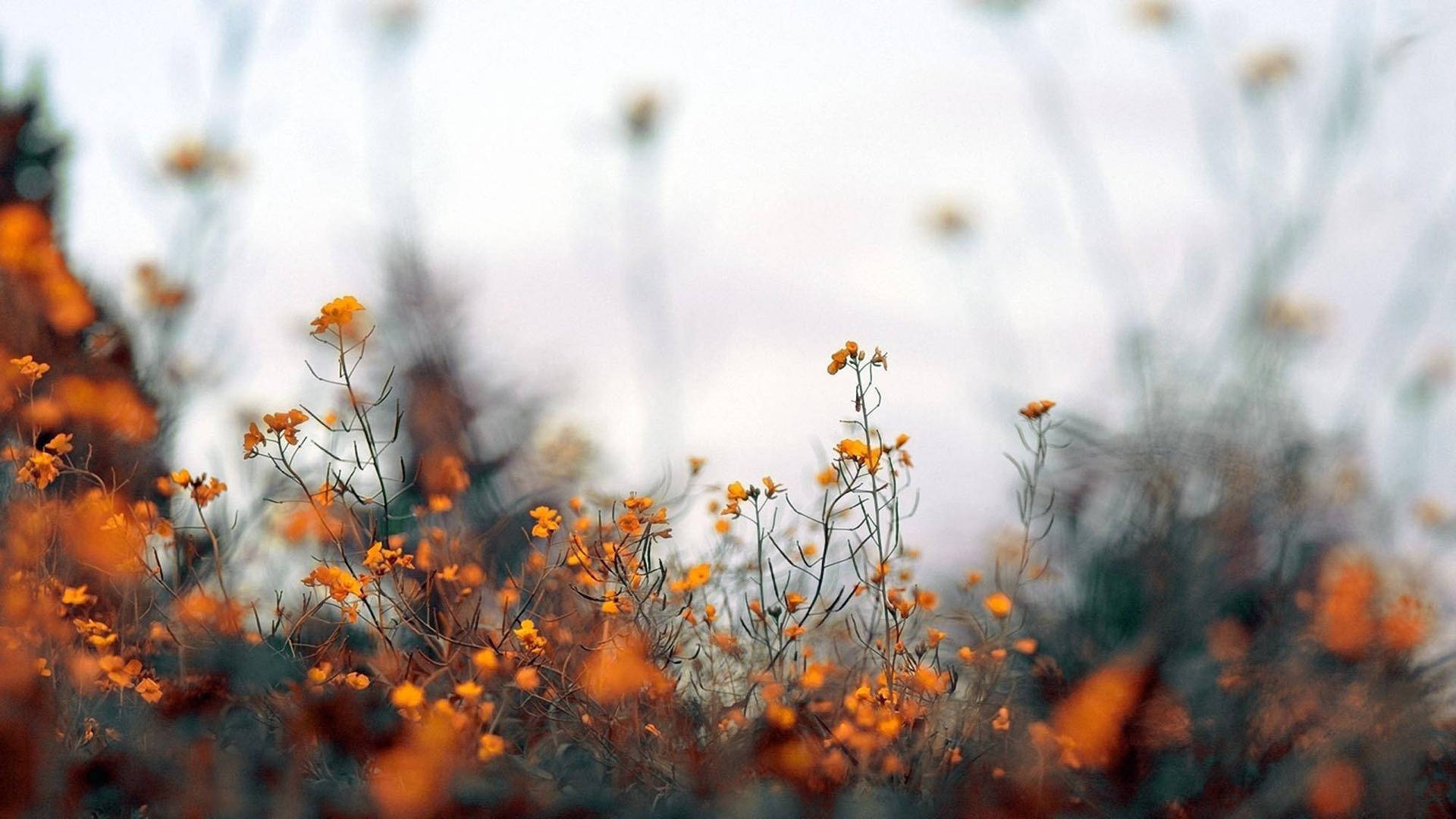Cute Fall Aesthetic Of Orange Flowers Background