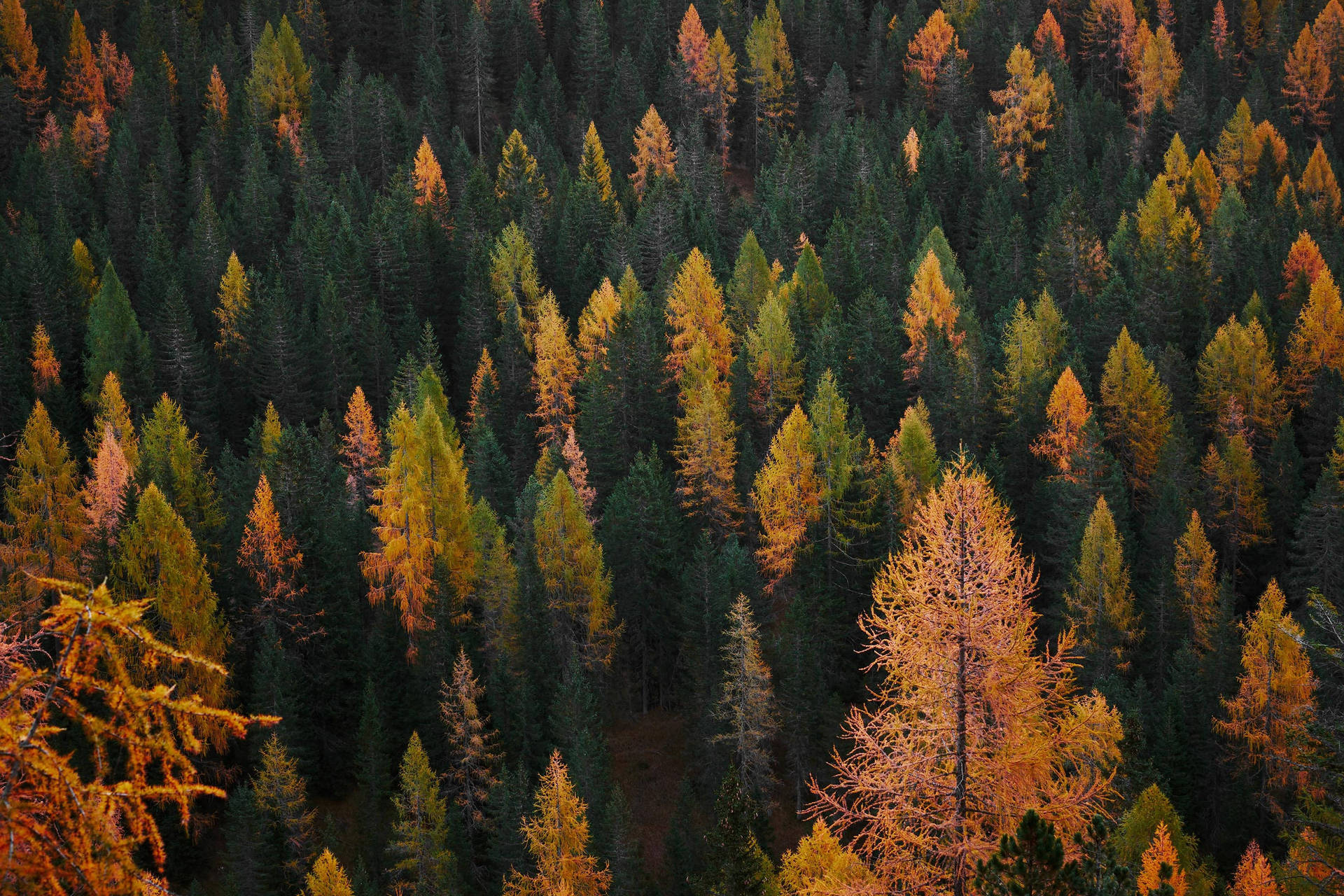 Cute Fall Aesthetic Pine Forest Background