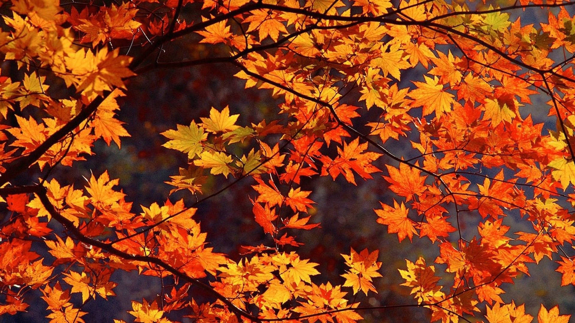 Cute Fall Autumn Leaves Background