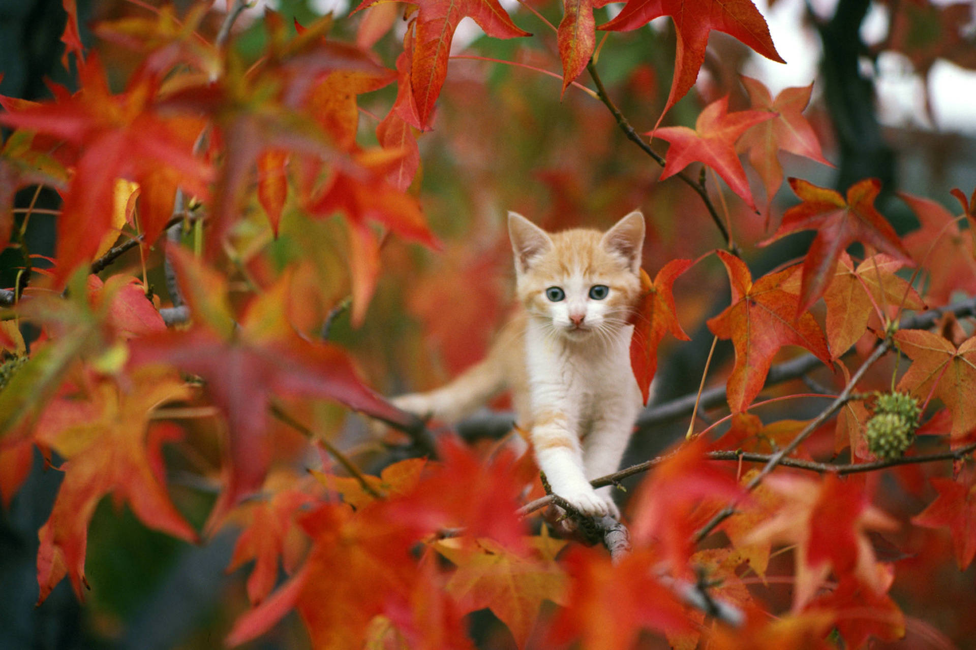 Cute Fall Cat Background